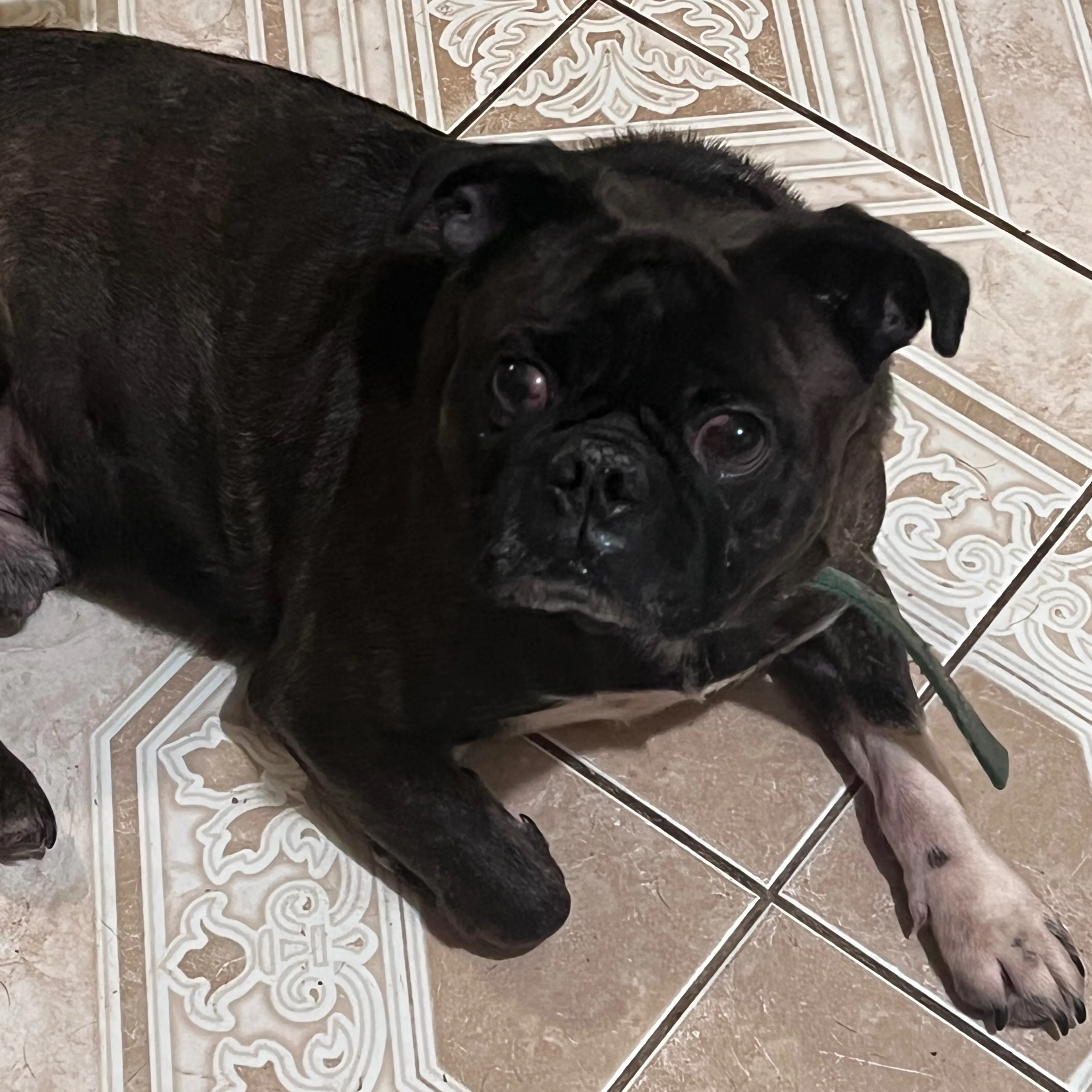 Lost pet-1