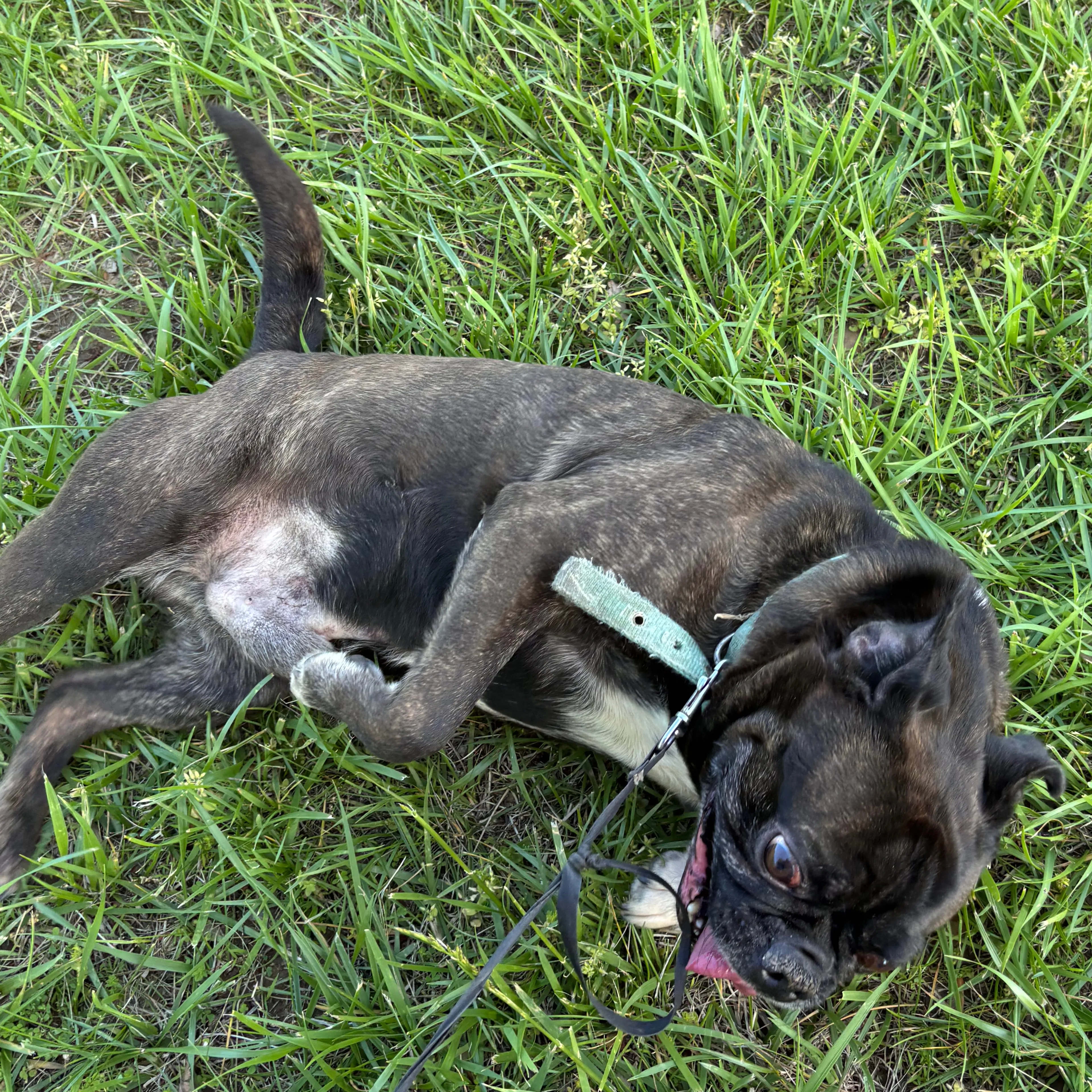 Lost pet-3