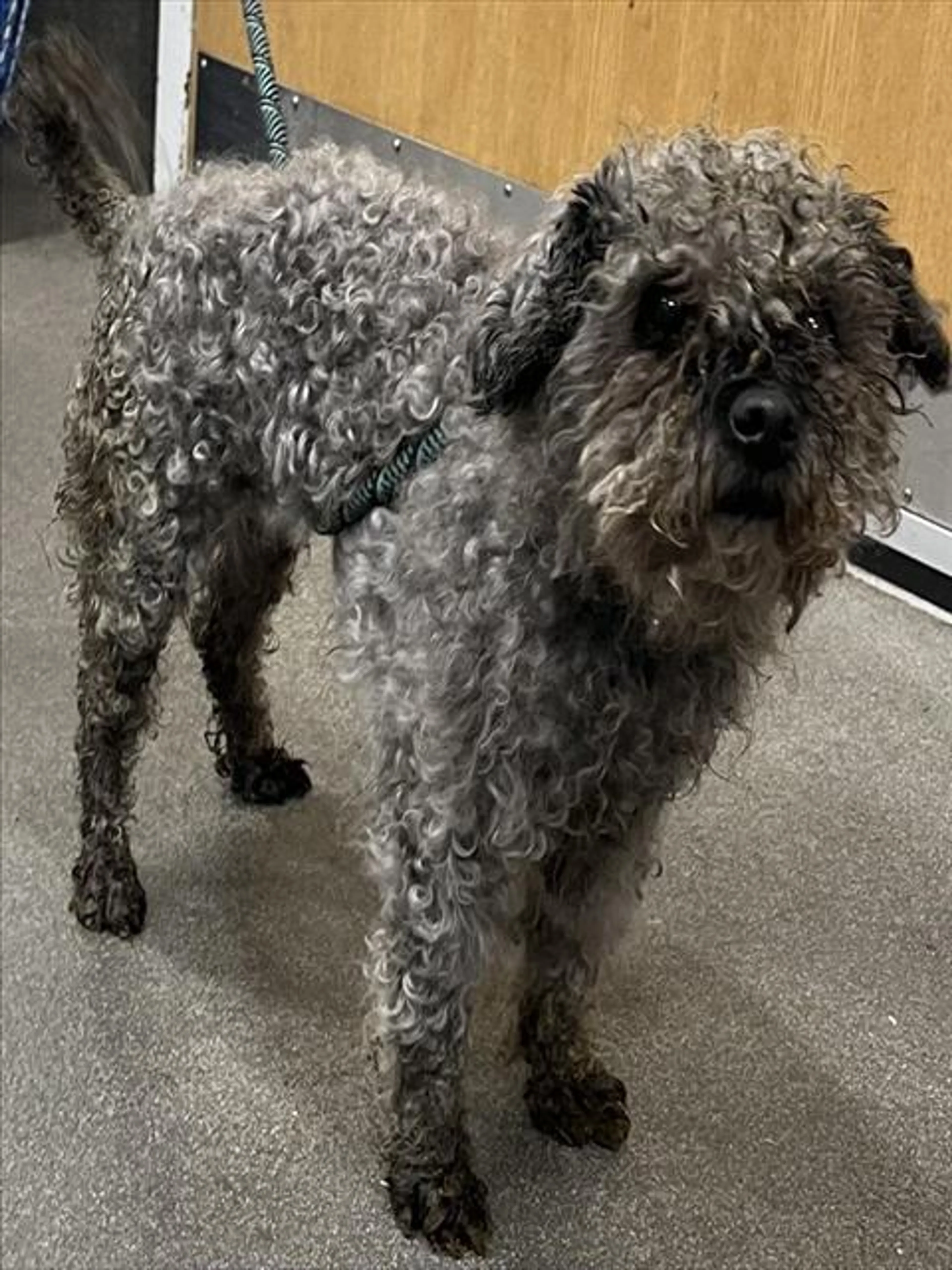 Found pet