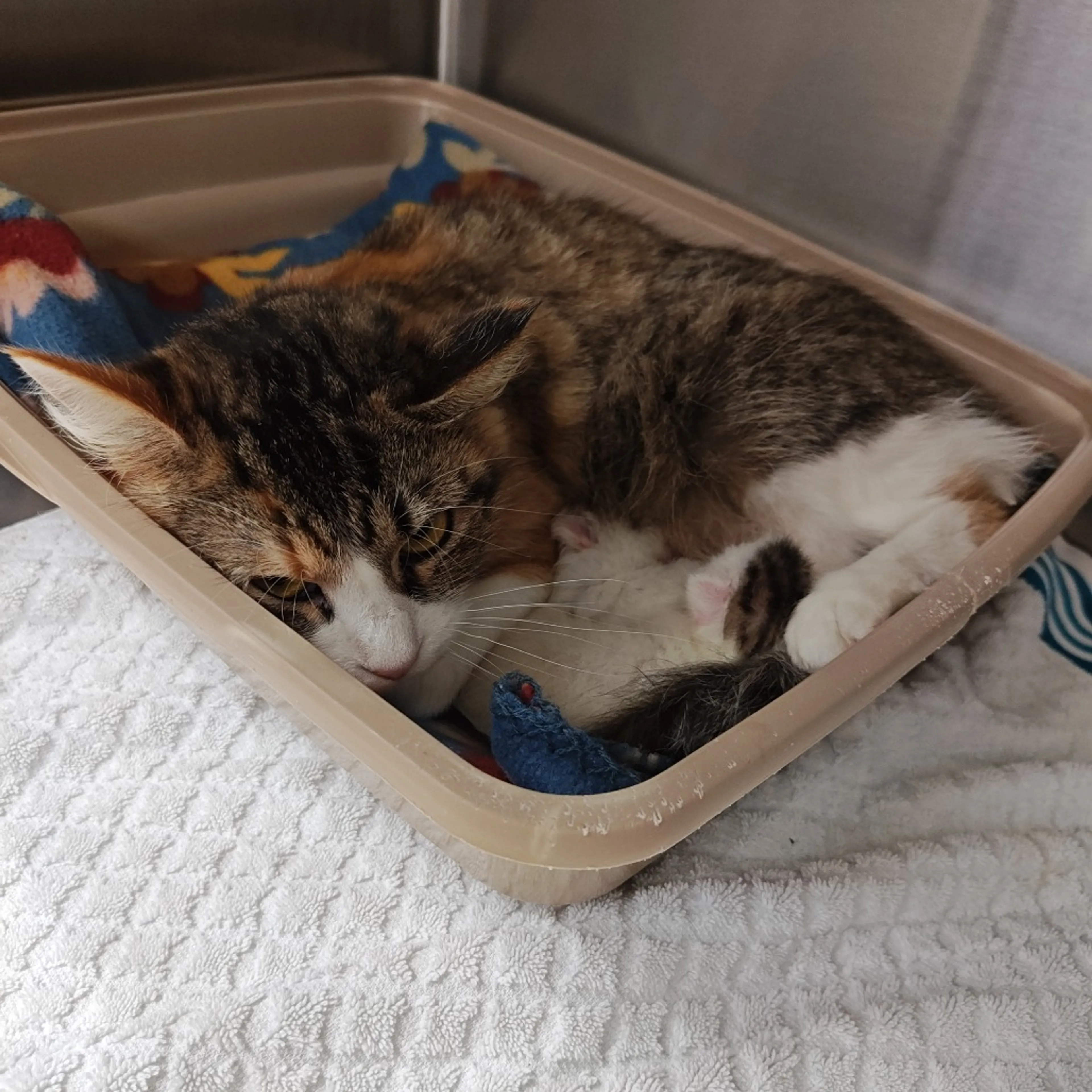 Found pet-1