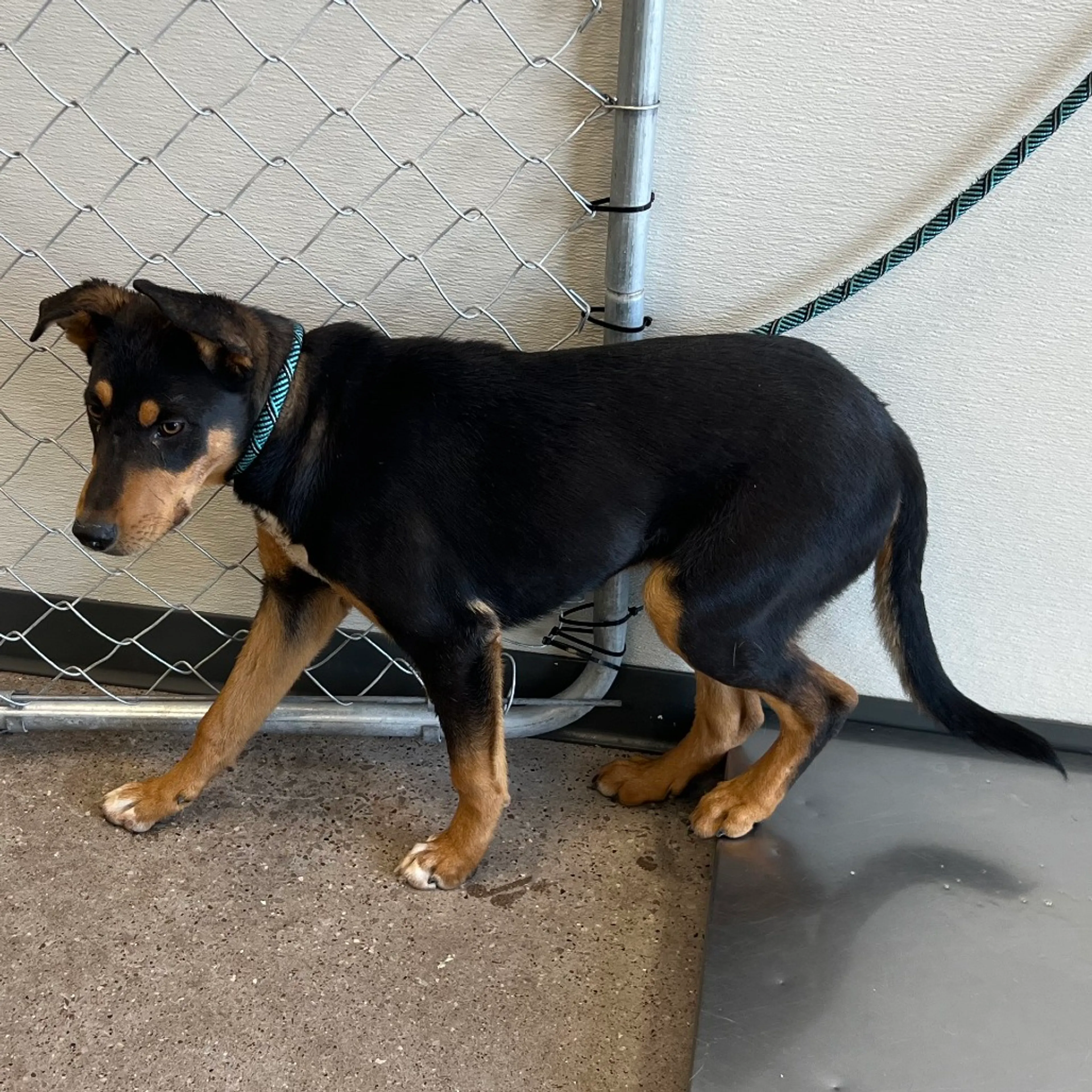 Found pet-2