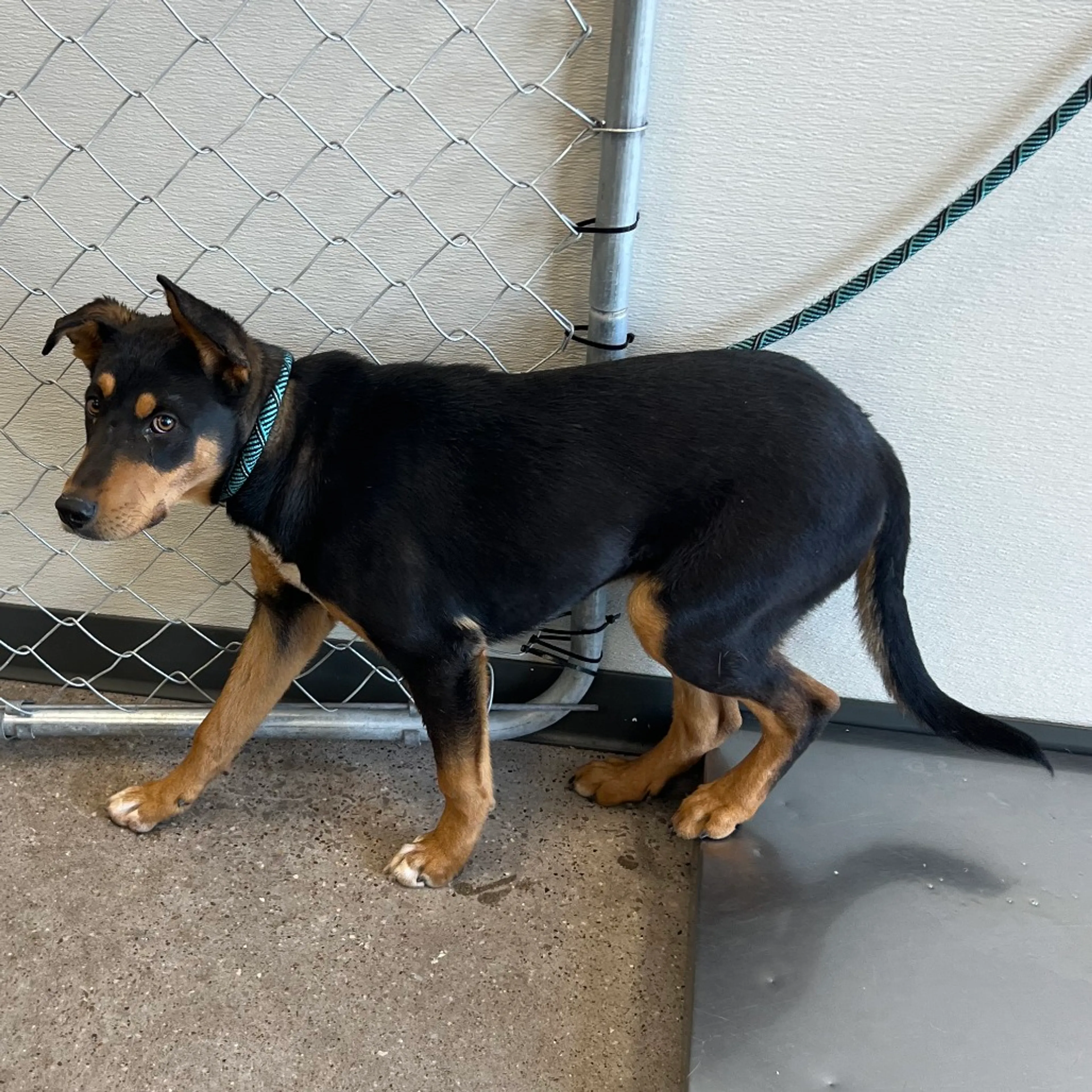 Found pet-1