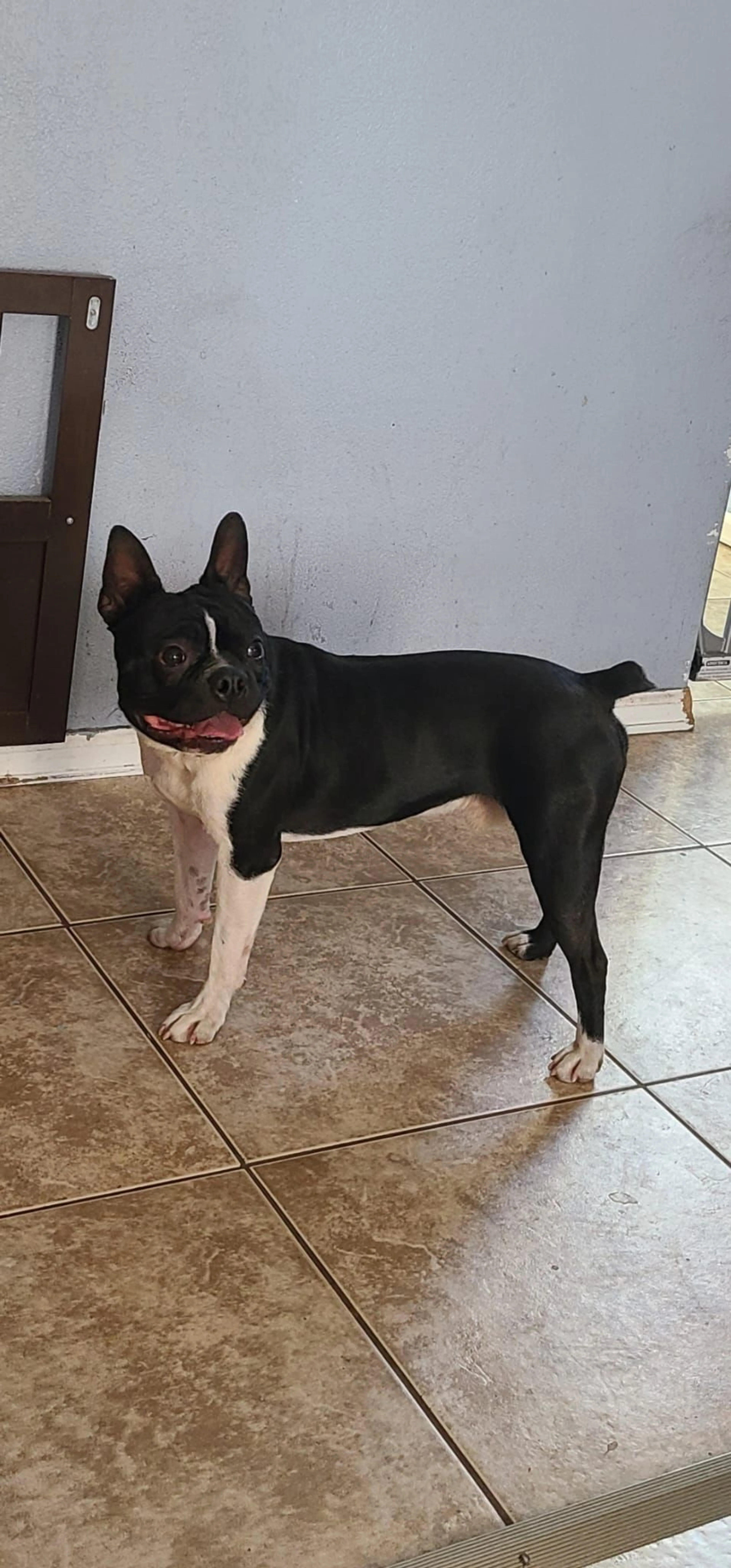 Lost pet