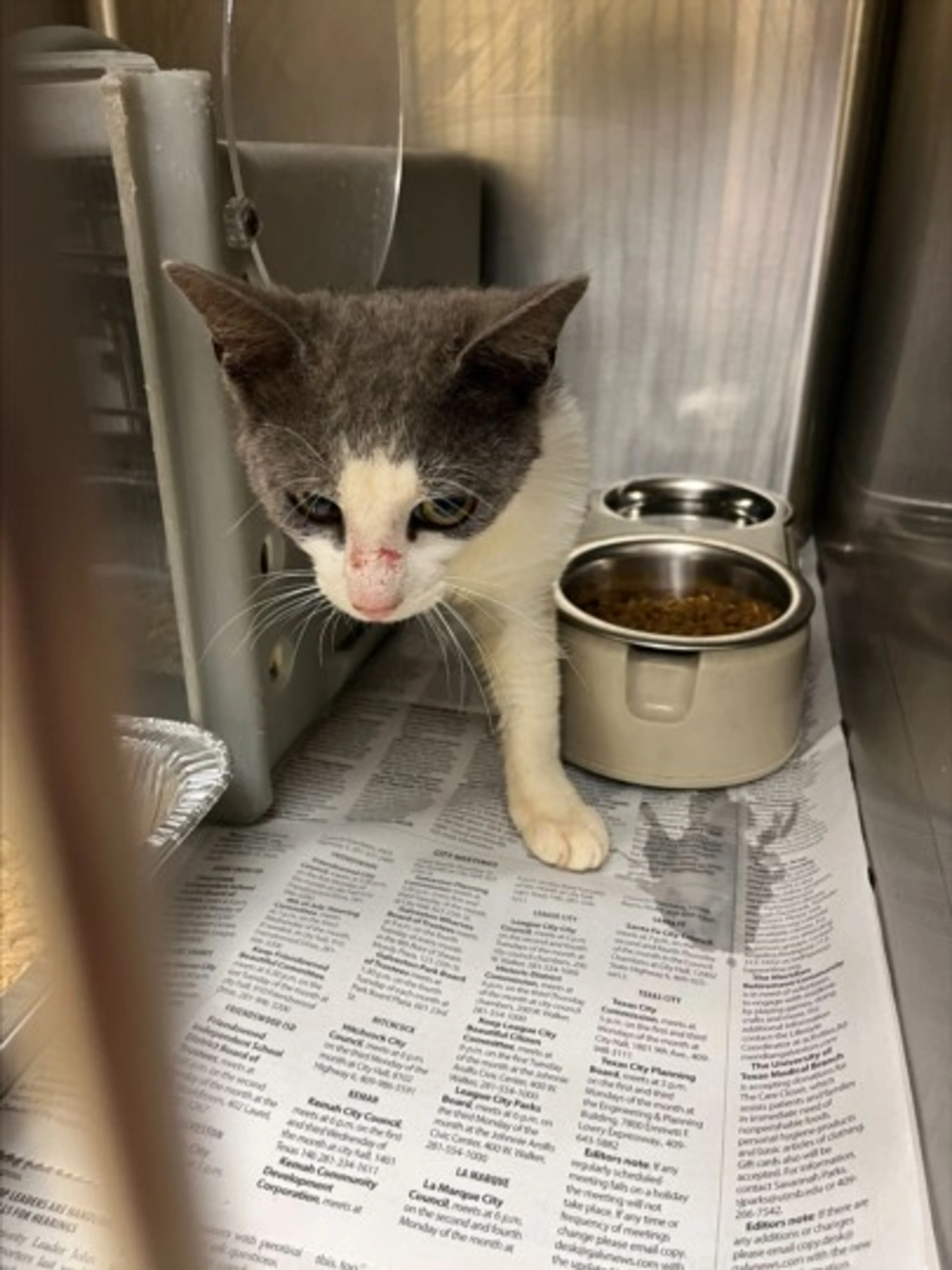 Found pet