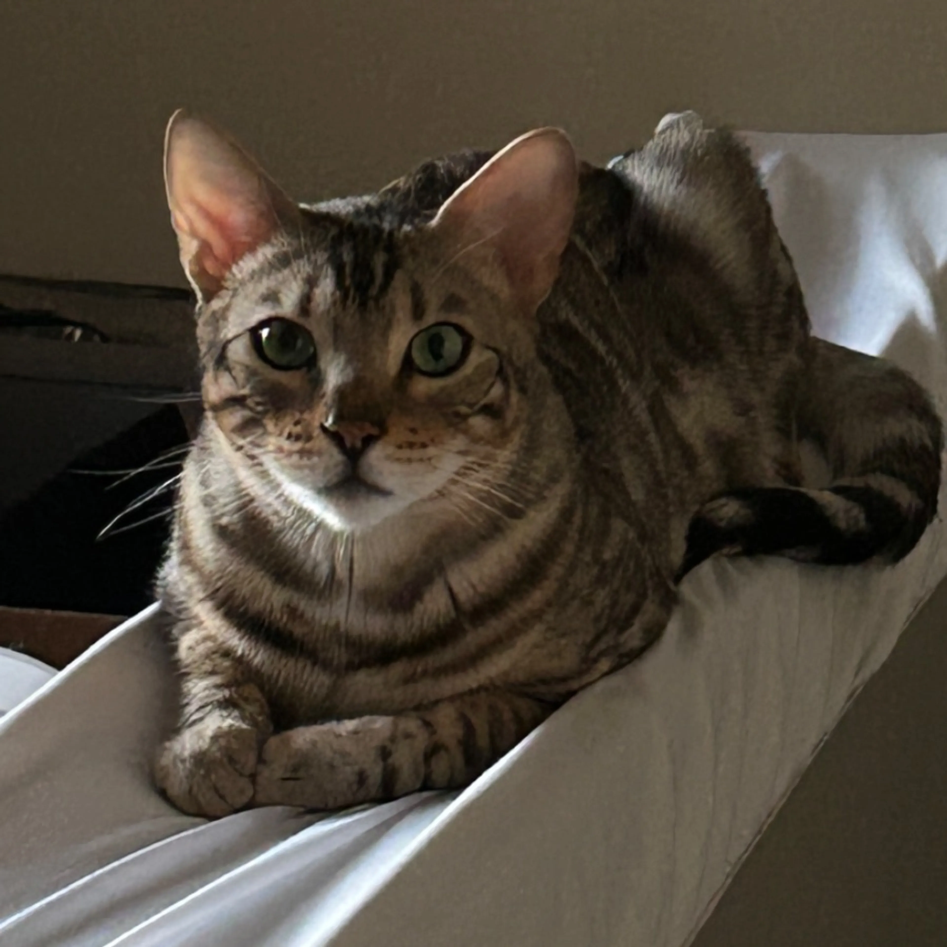 Lost pet