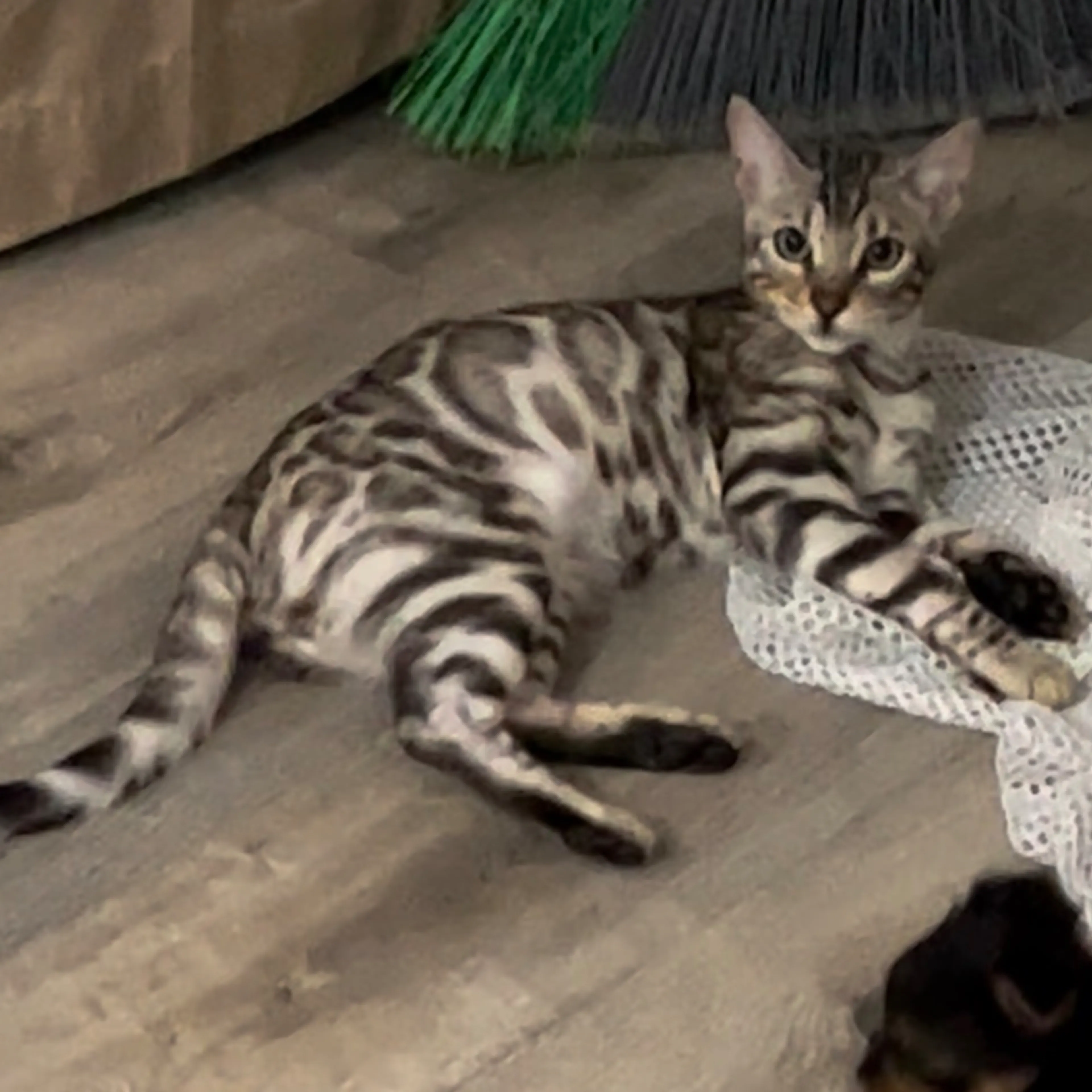 Lost pet-3