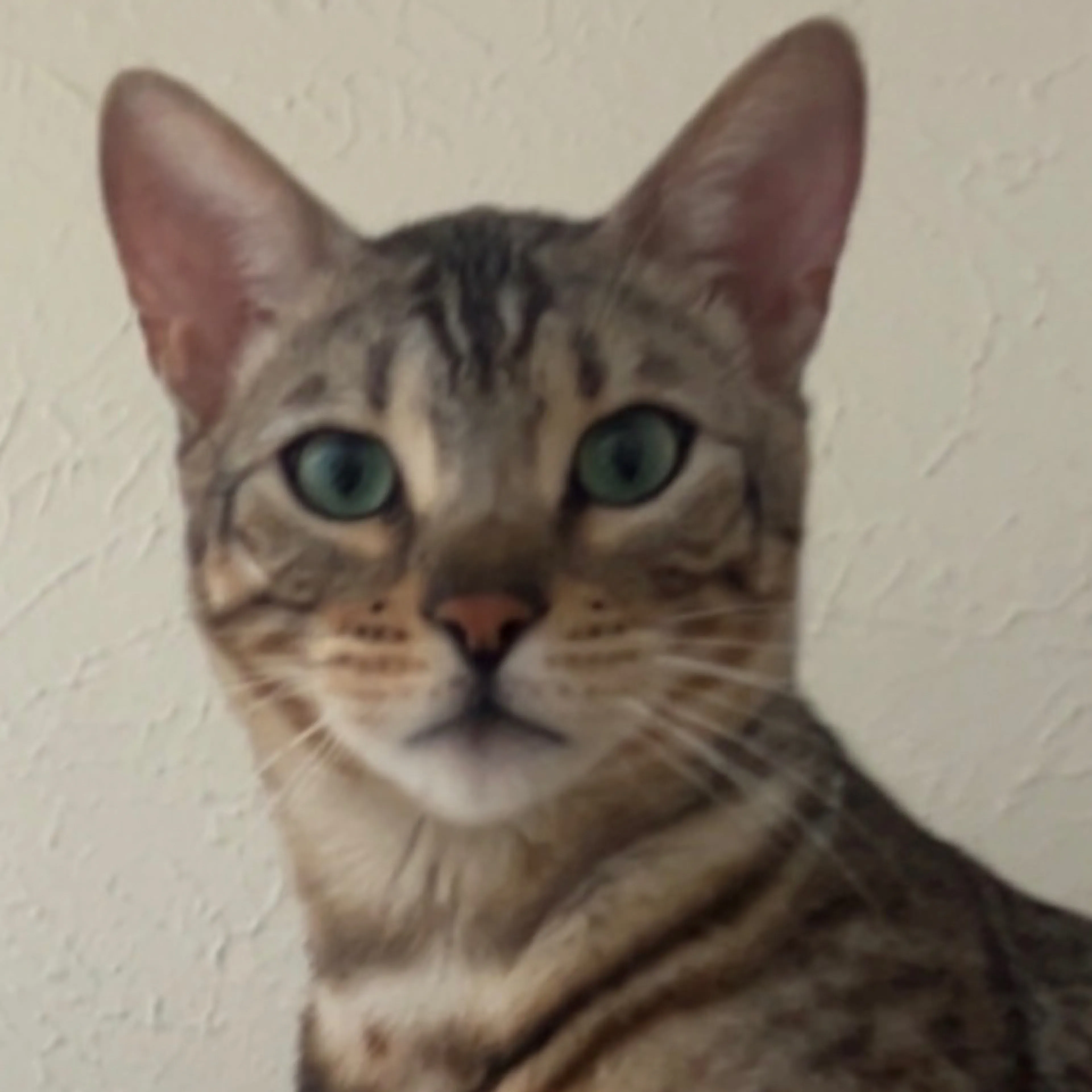 Lost pet-2