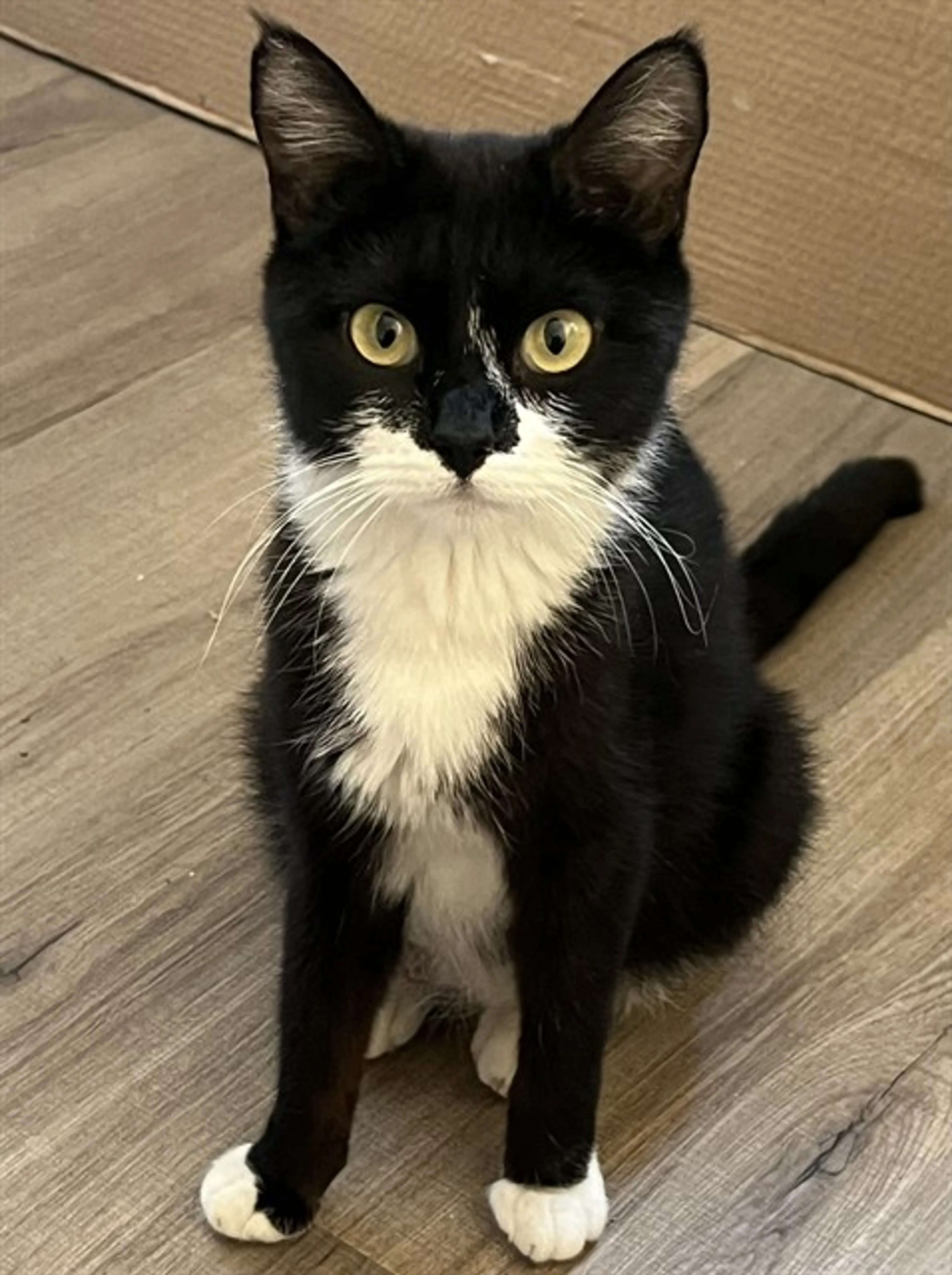 Found pet
