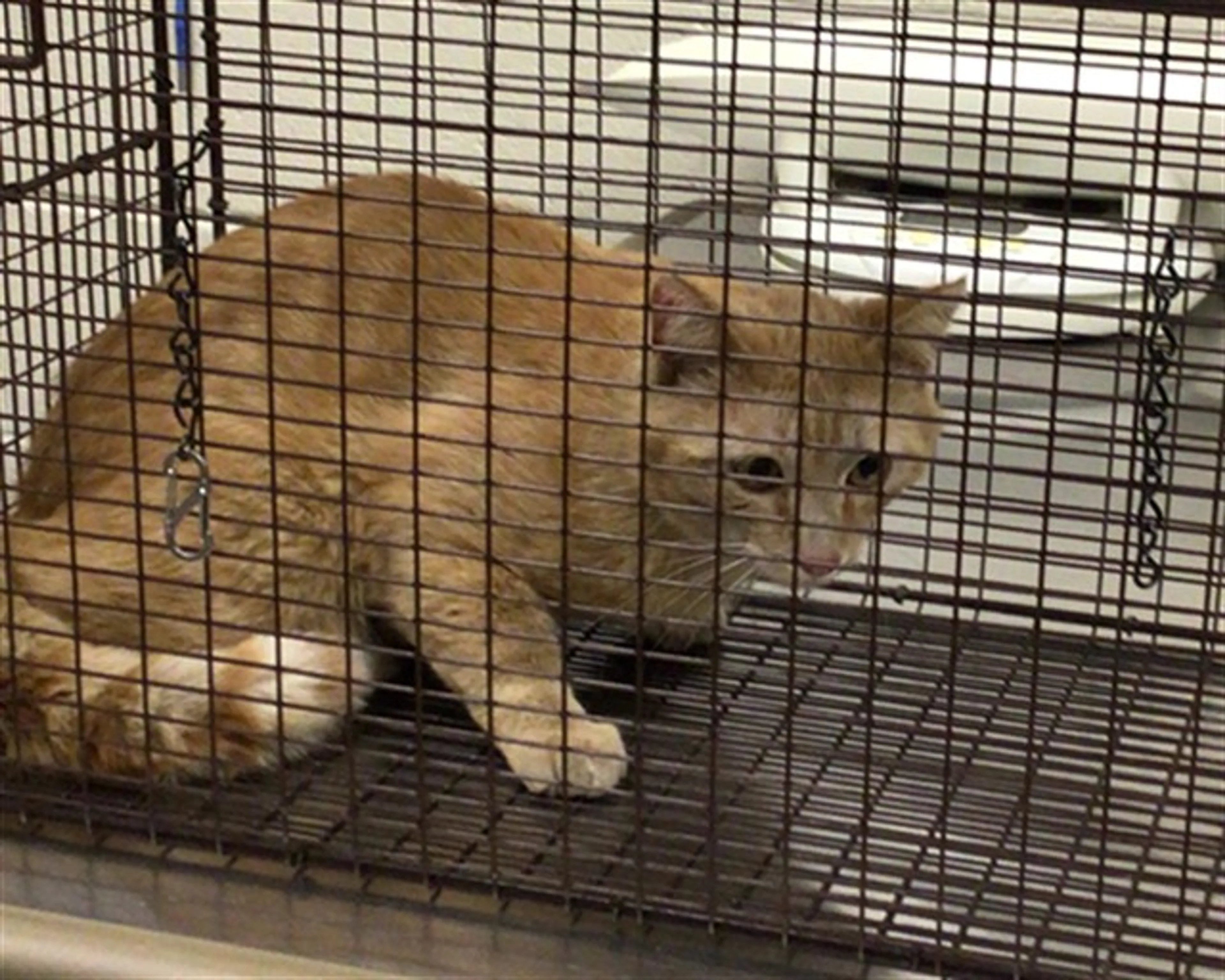 Found pet