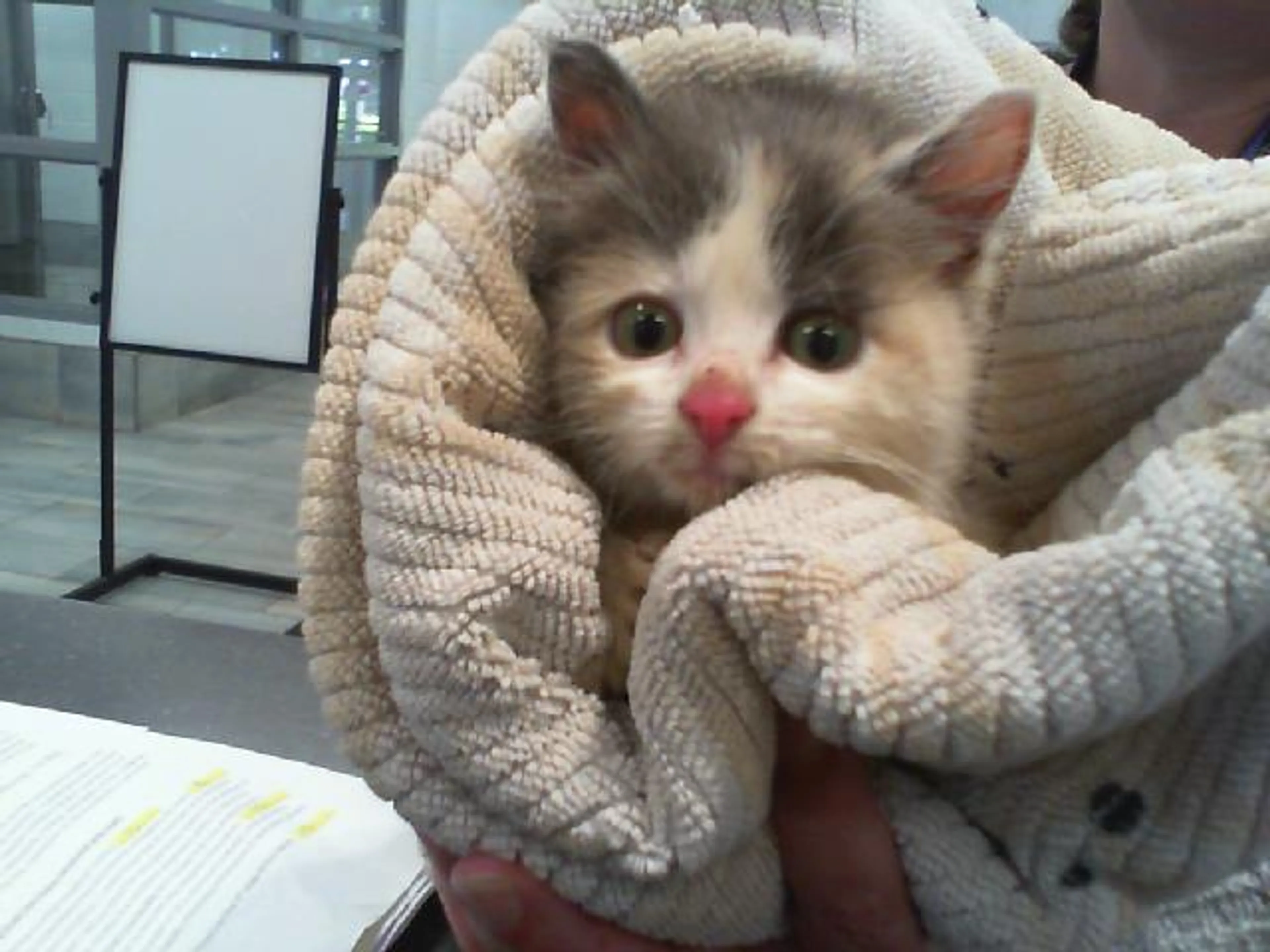 Found pet