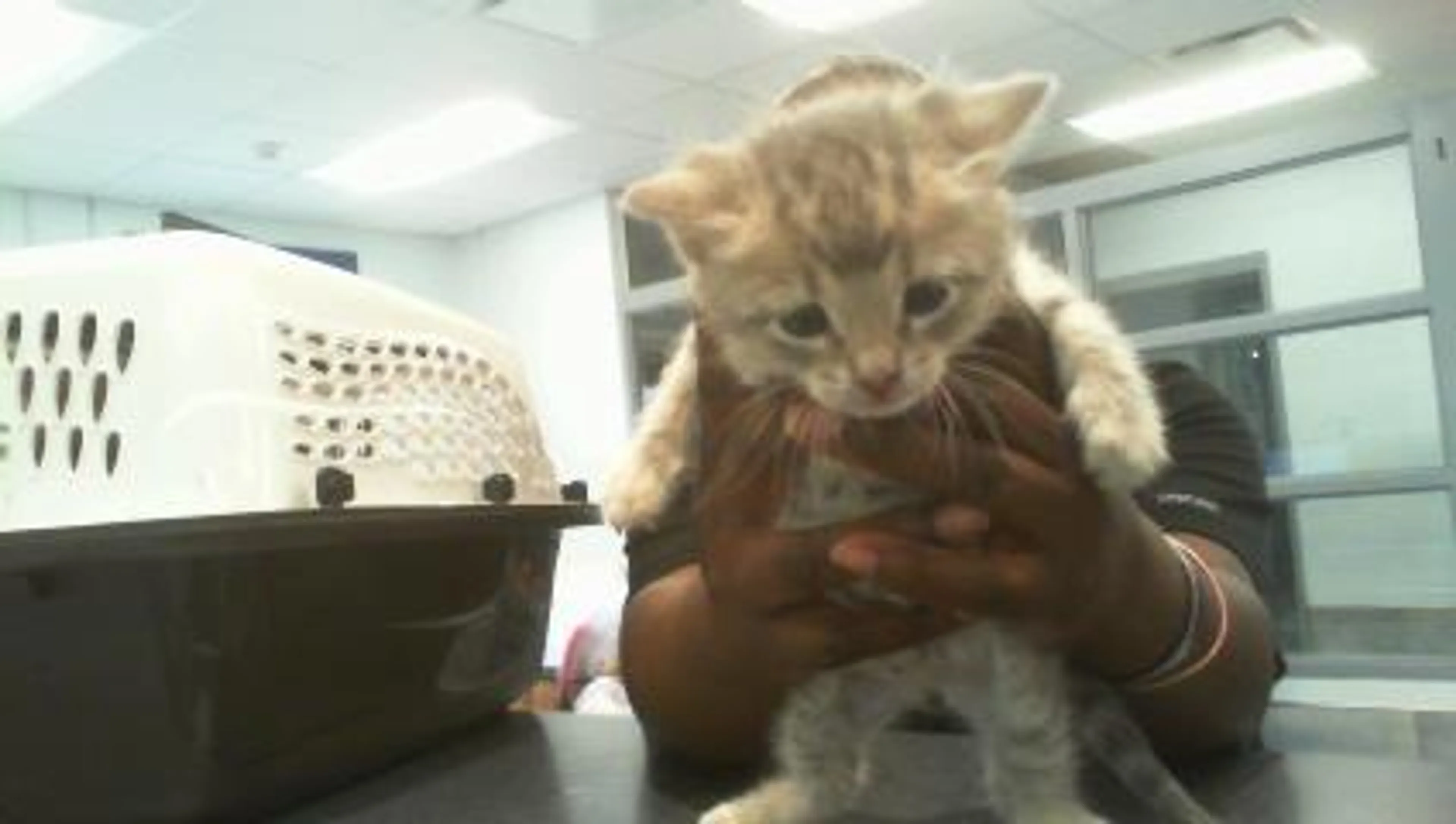 Found pet
