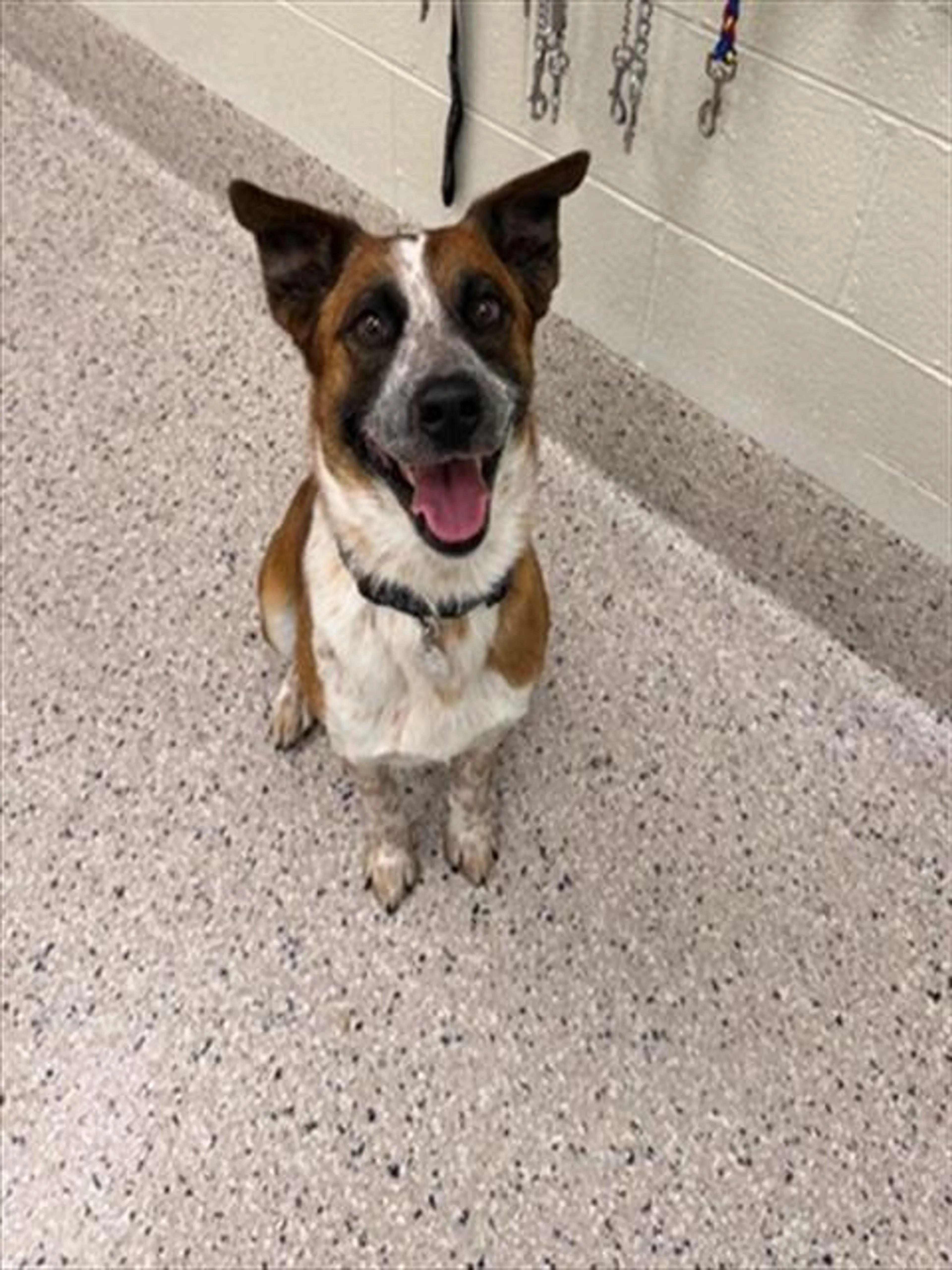 Found pet