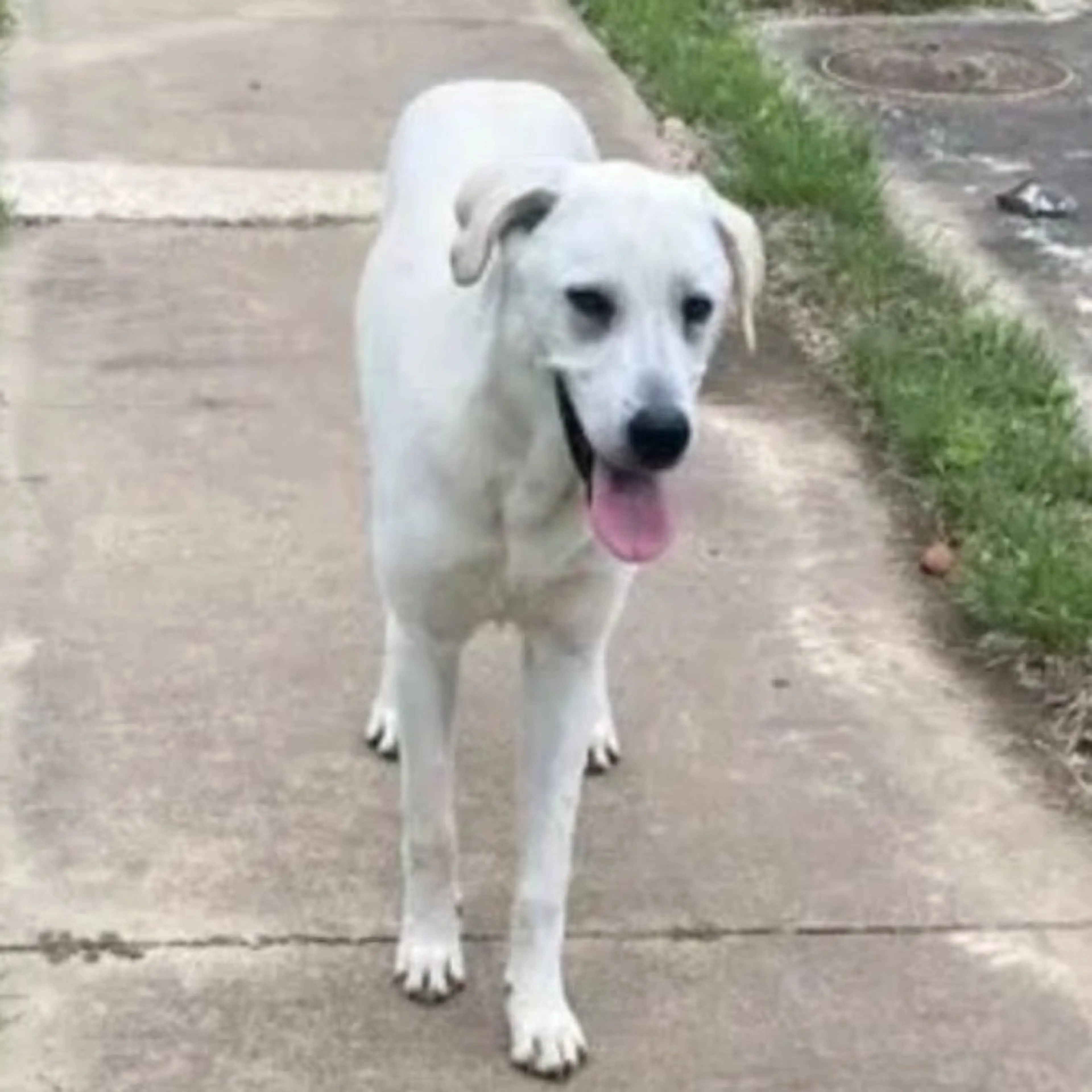 Found pet