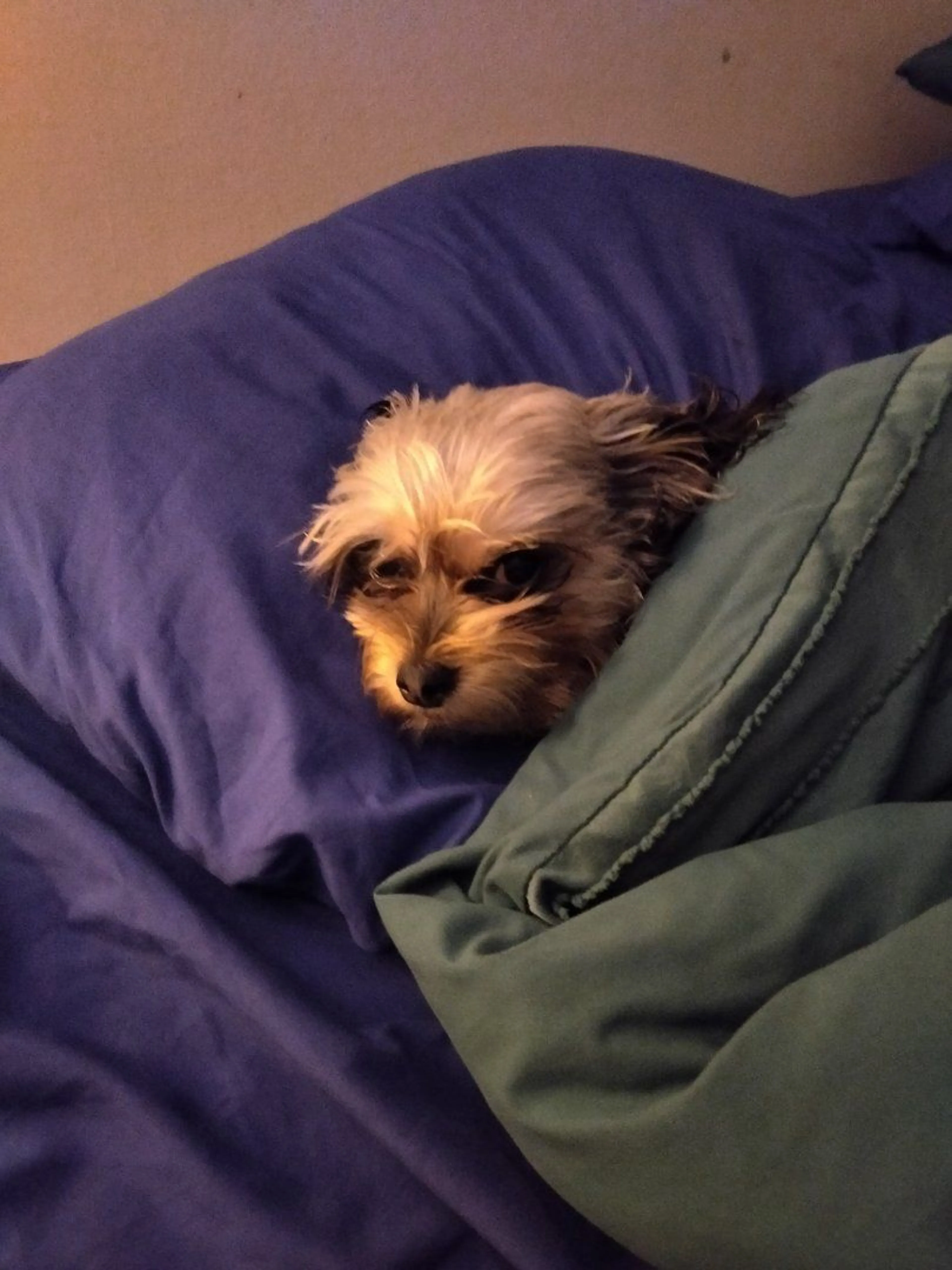 Lost pet