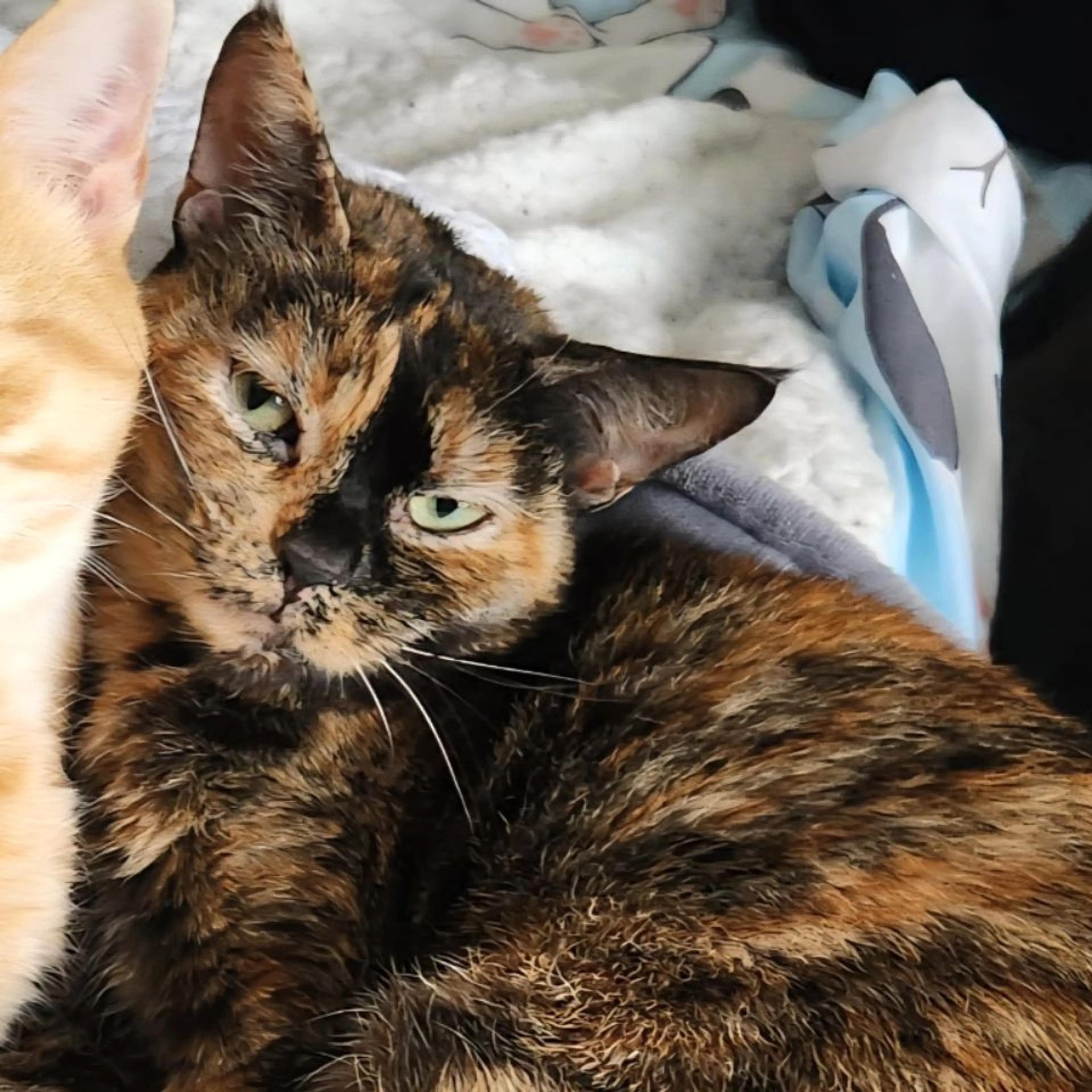 Lost pet