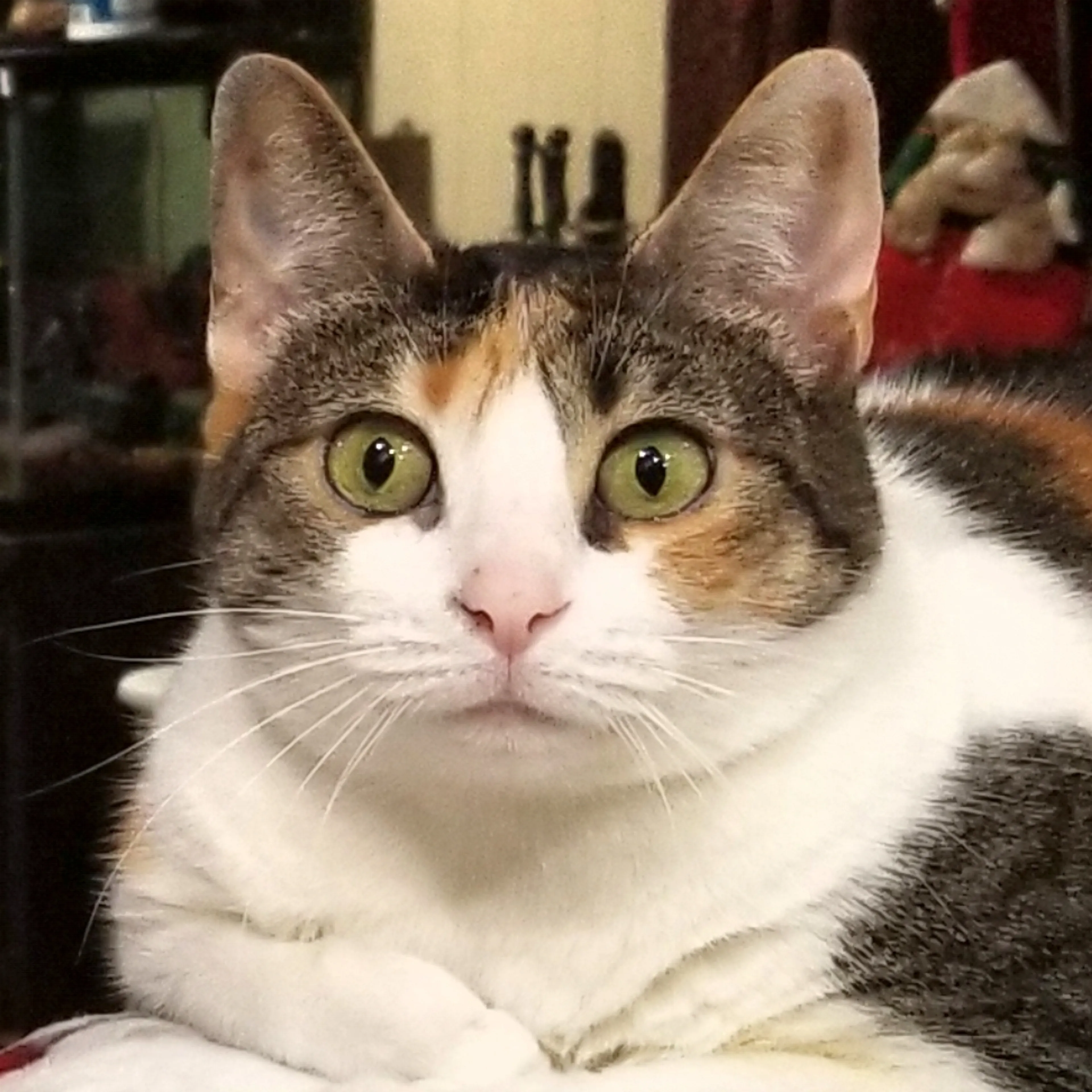 Lost pet-2