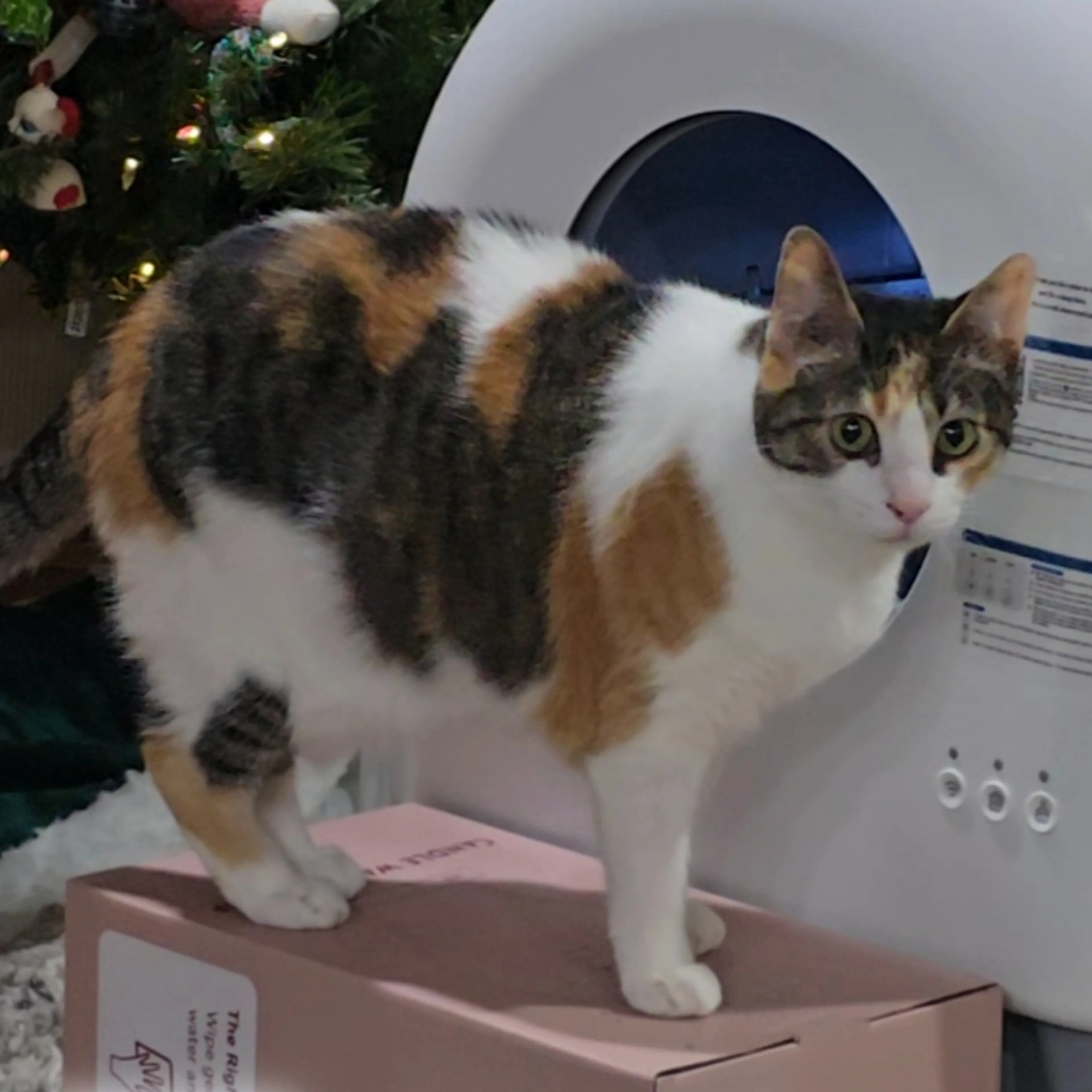 Lost pet-1