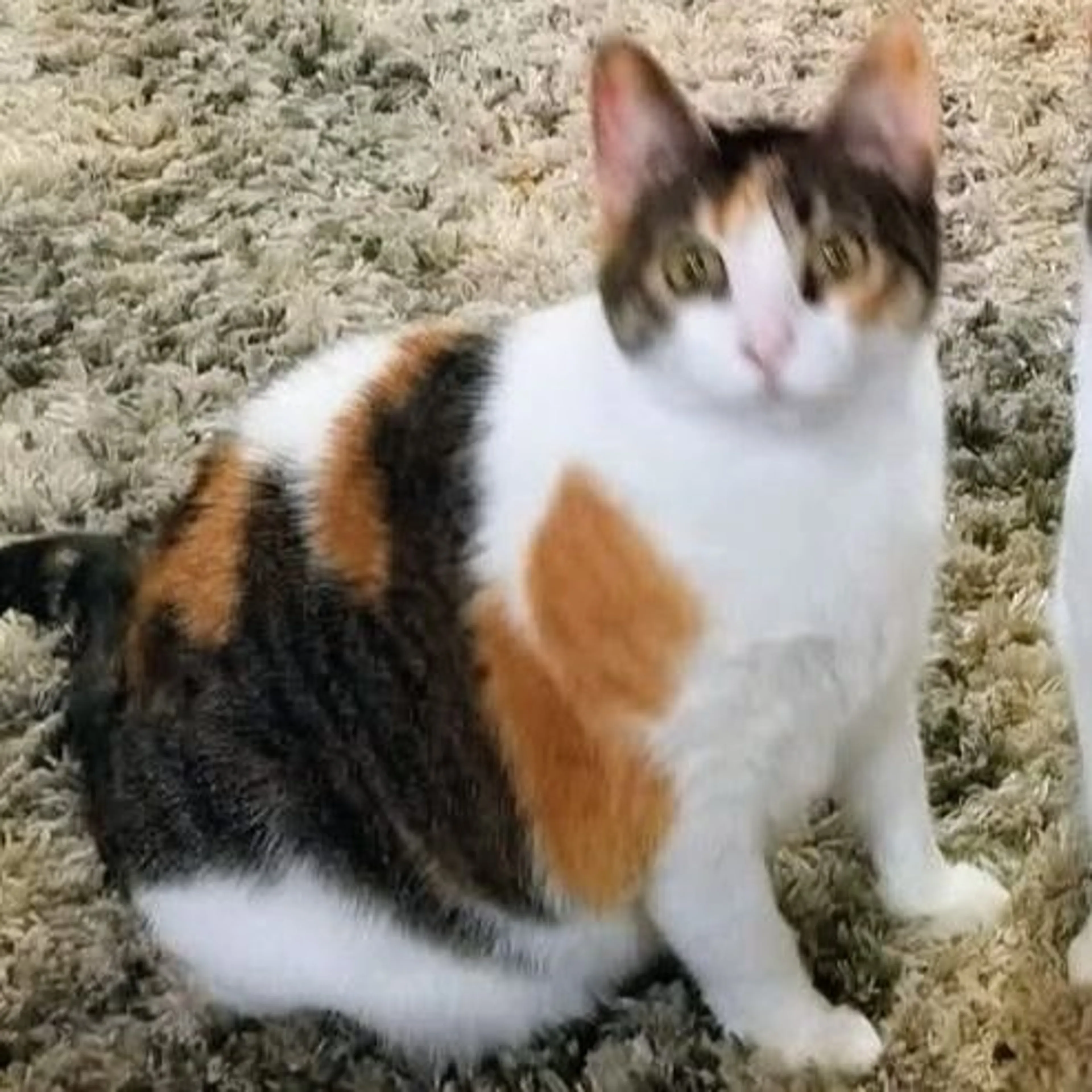Lost pet-0