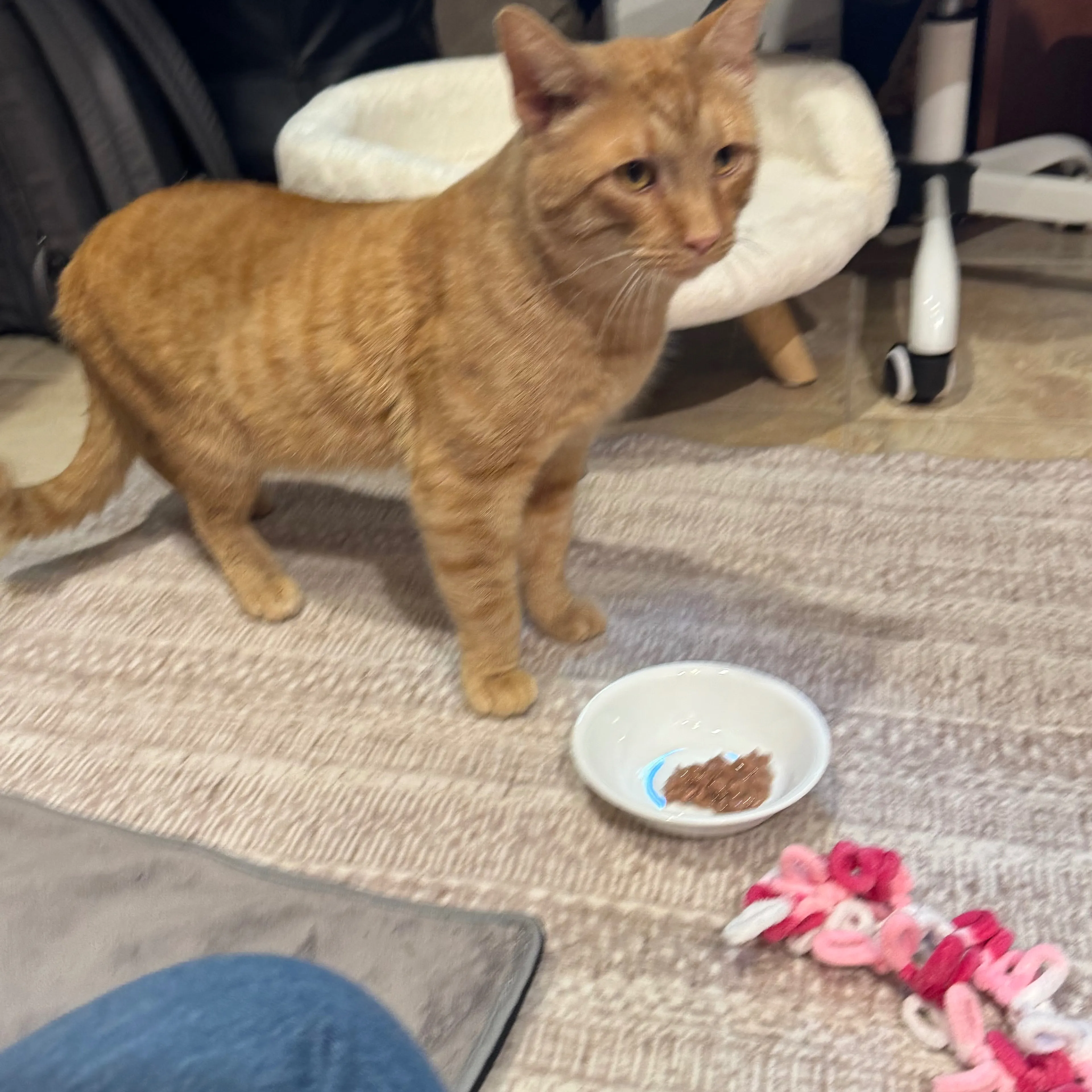 Lost pet-1