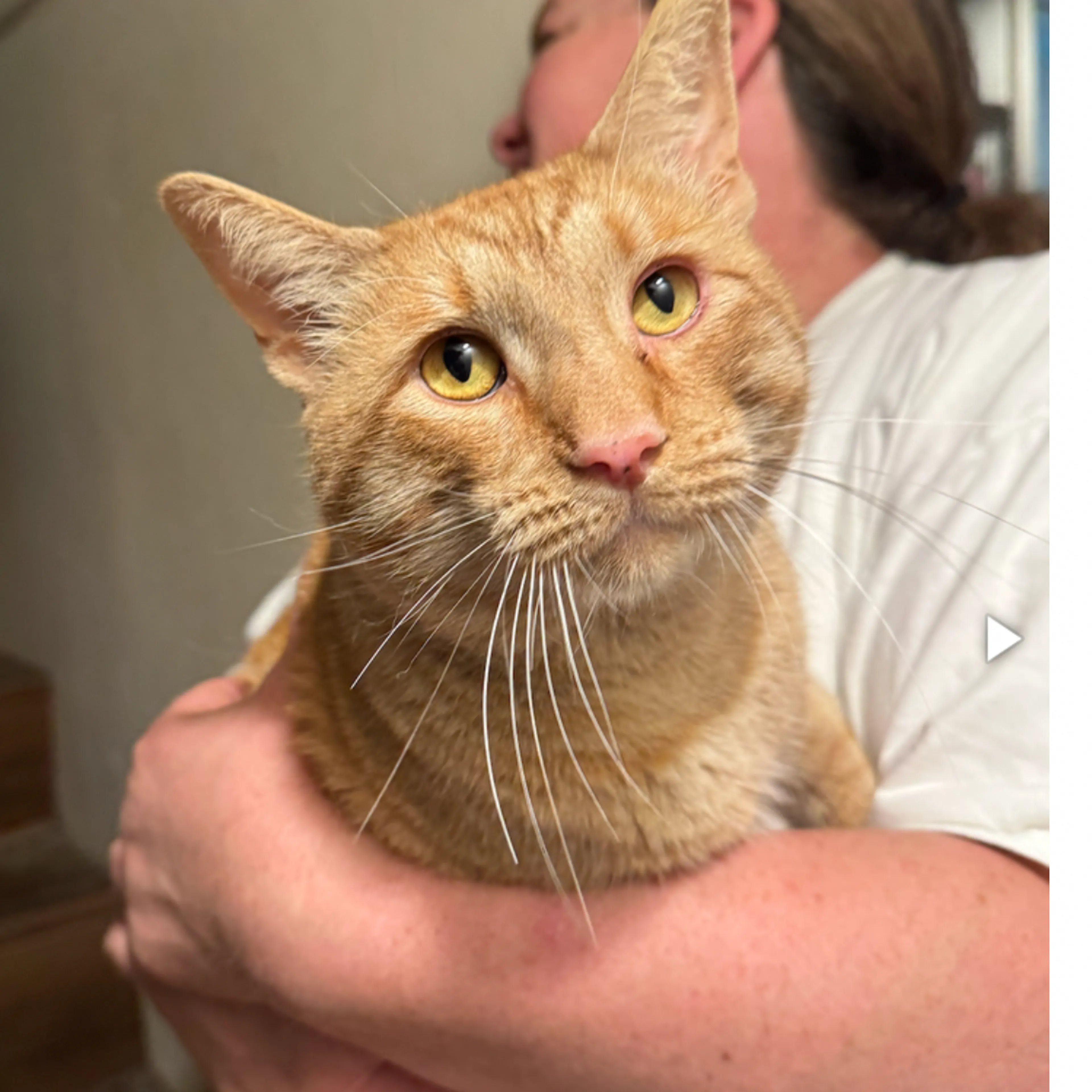 Lost pet-2