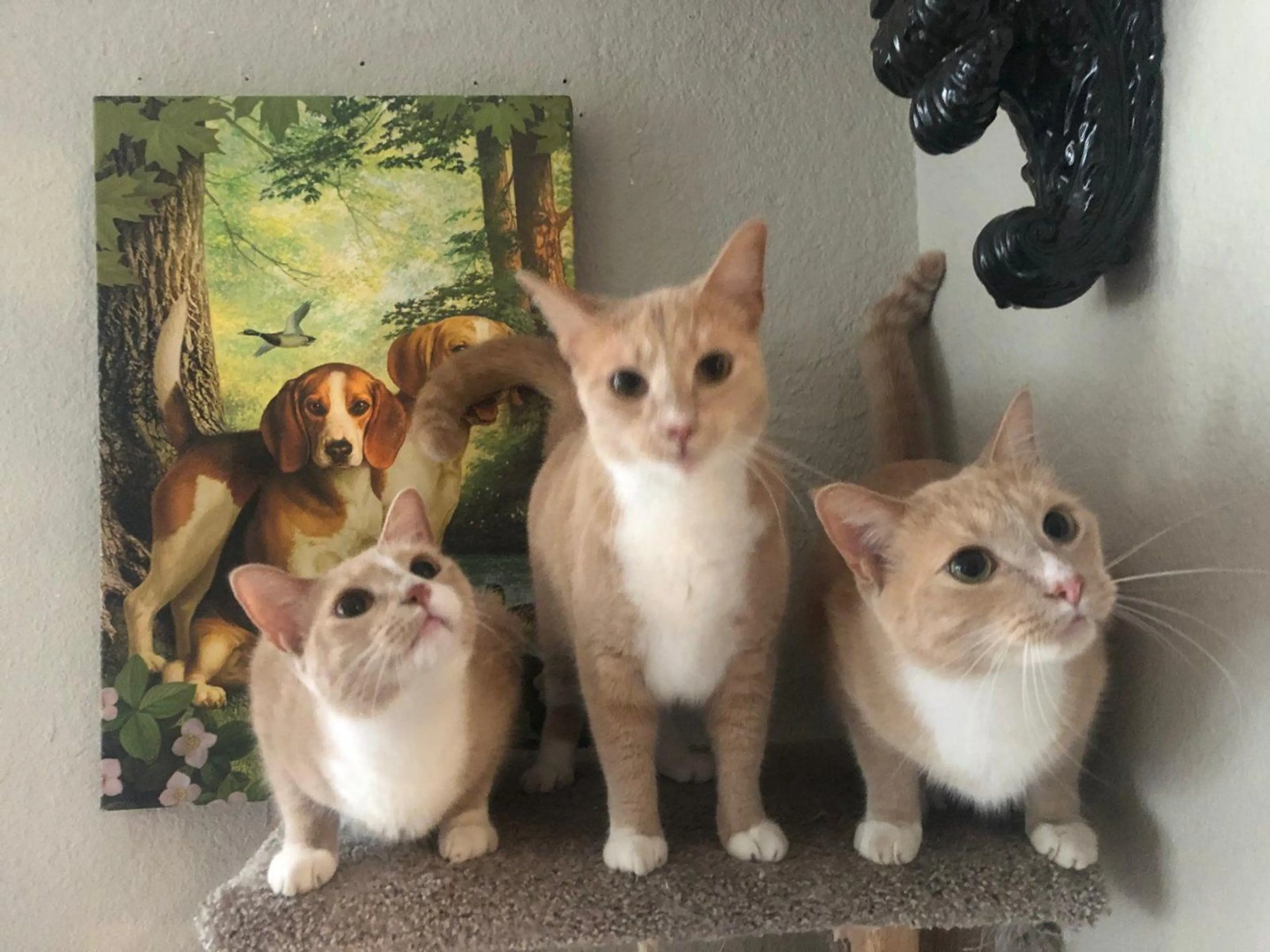 Lost pet
