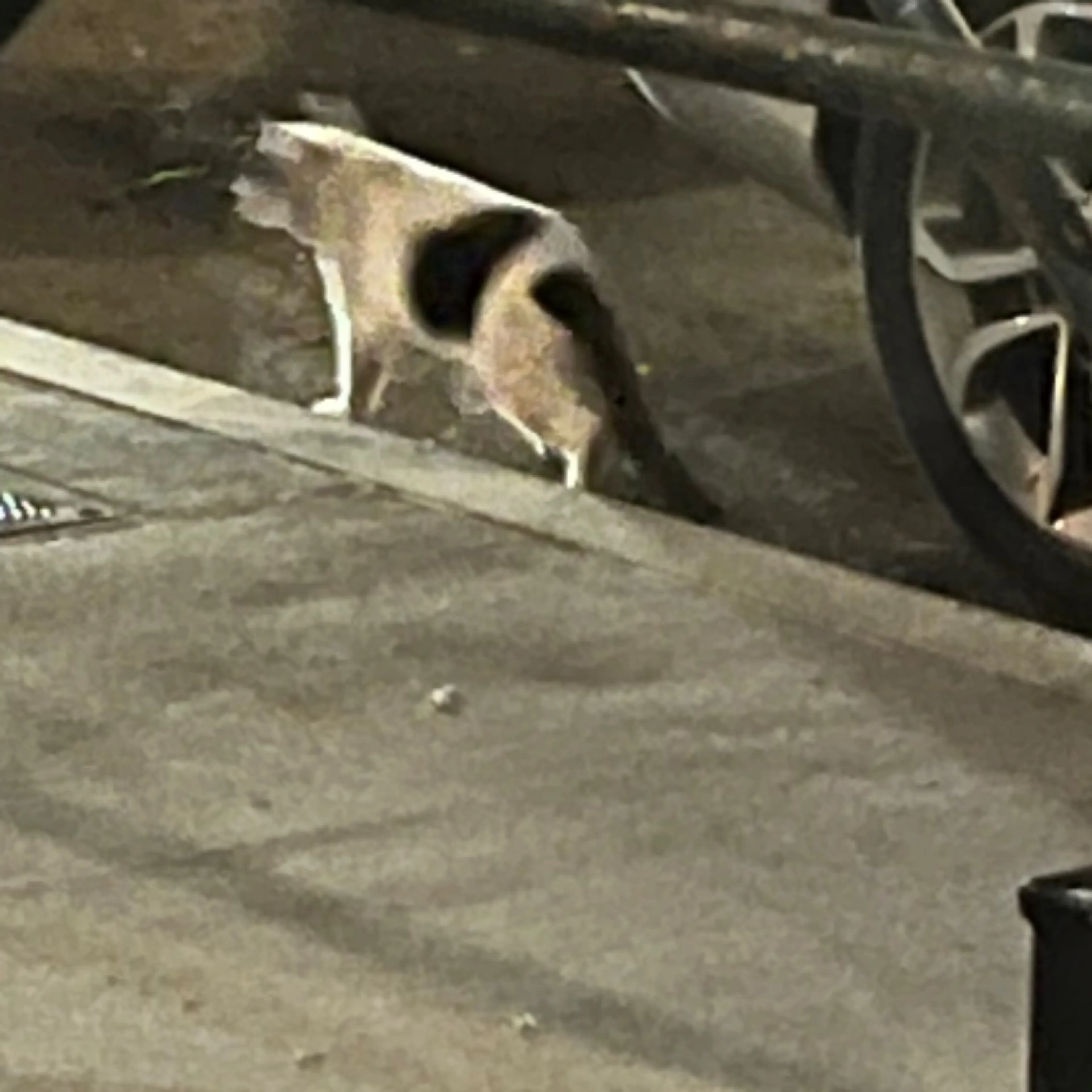 Found pet