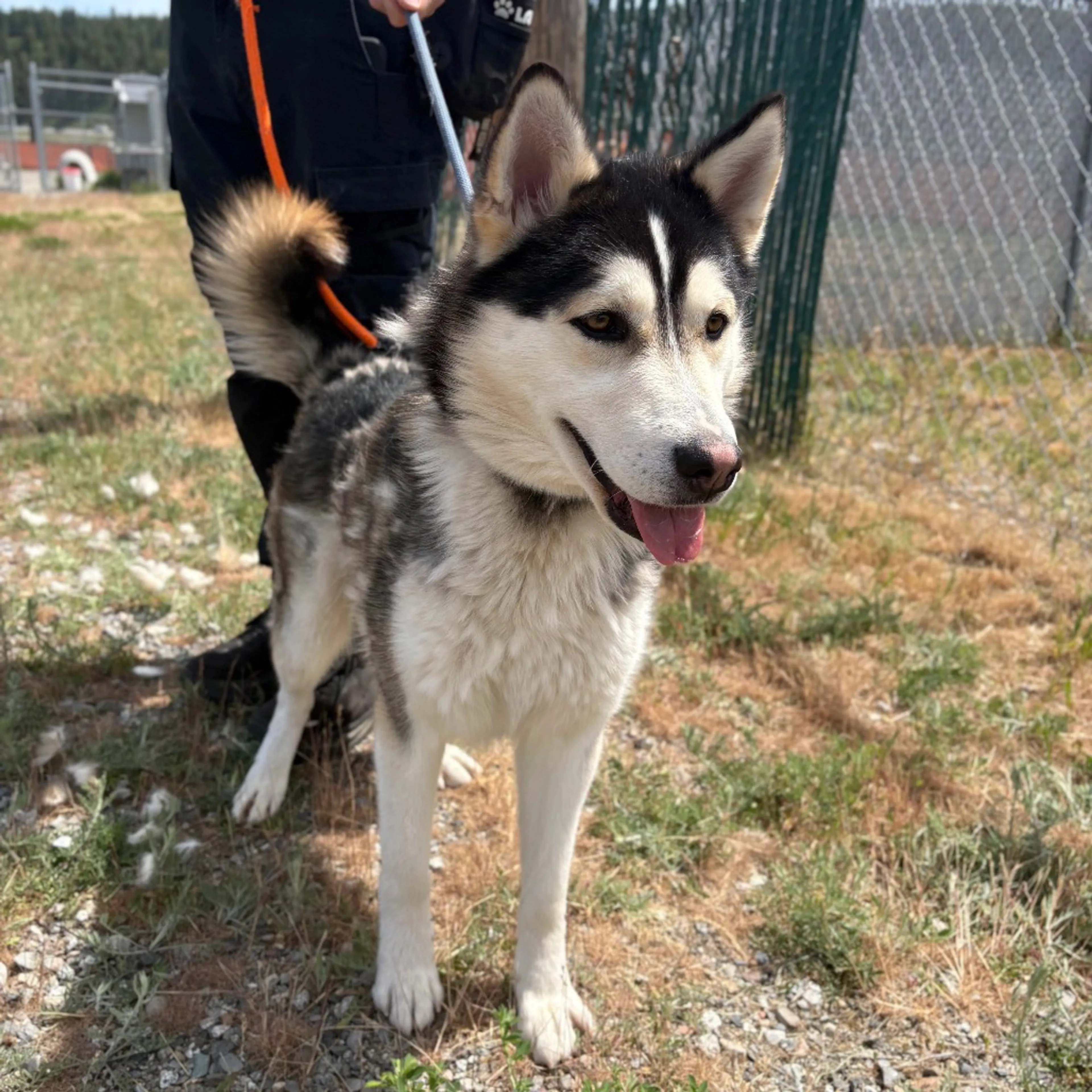 Found pet-4