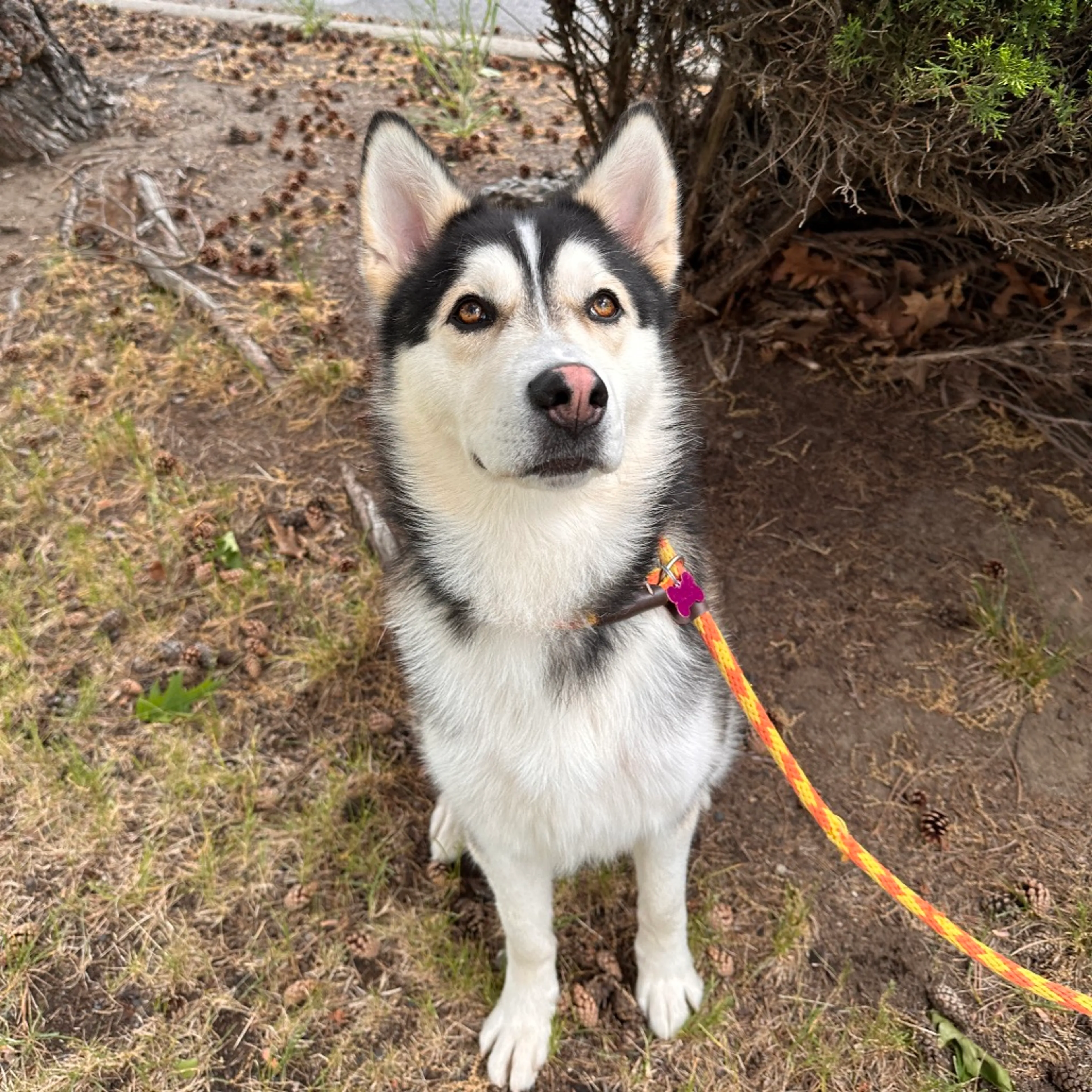 Found pet-17