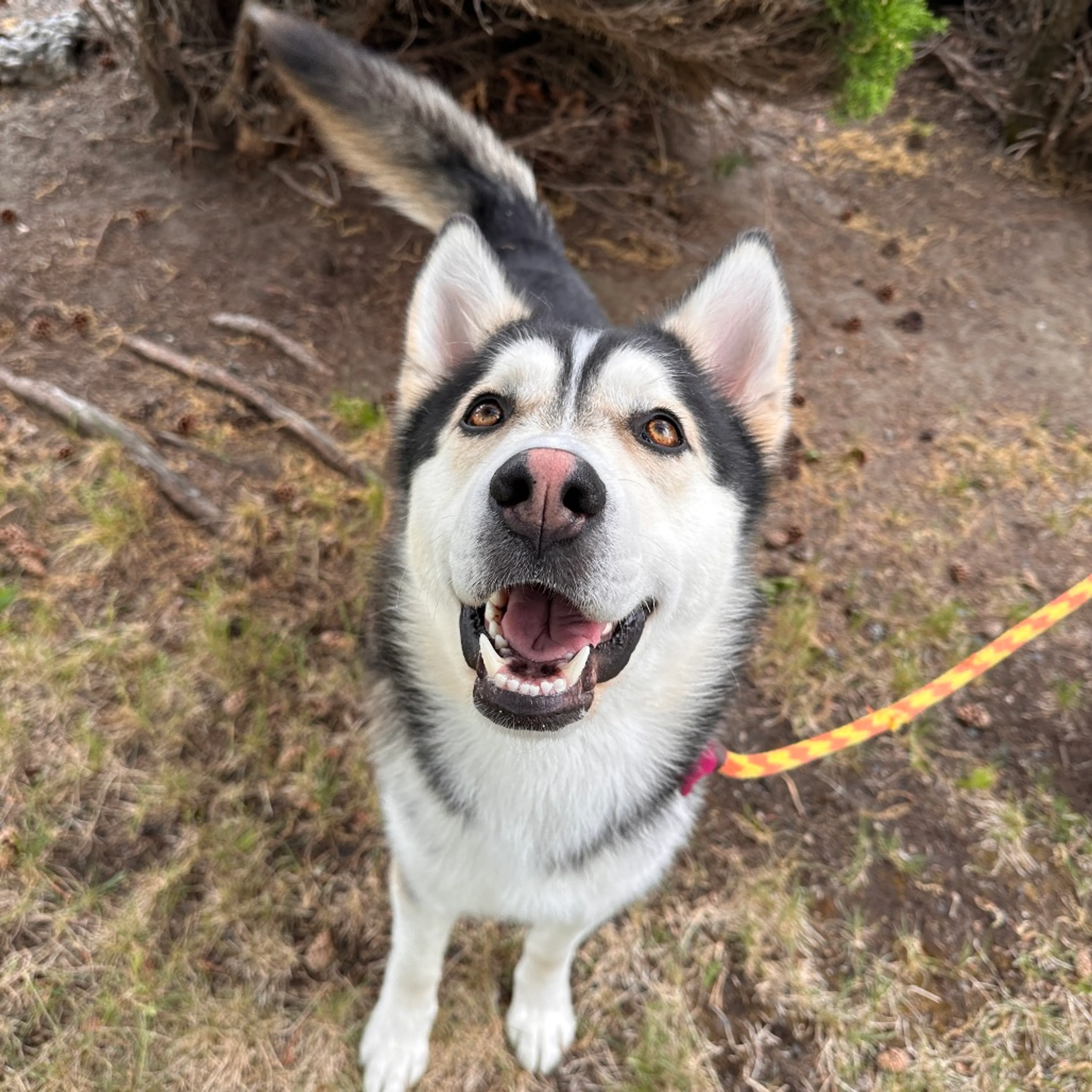 Found pet-9