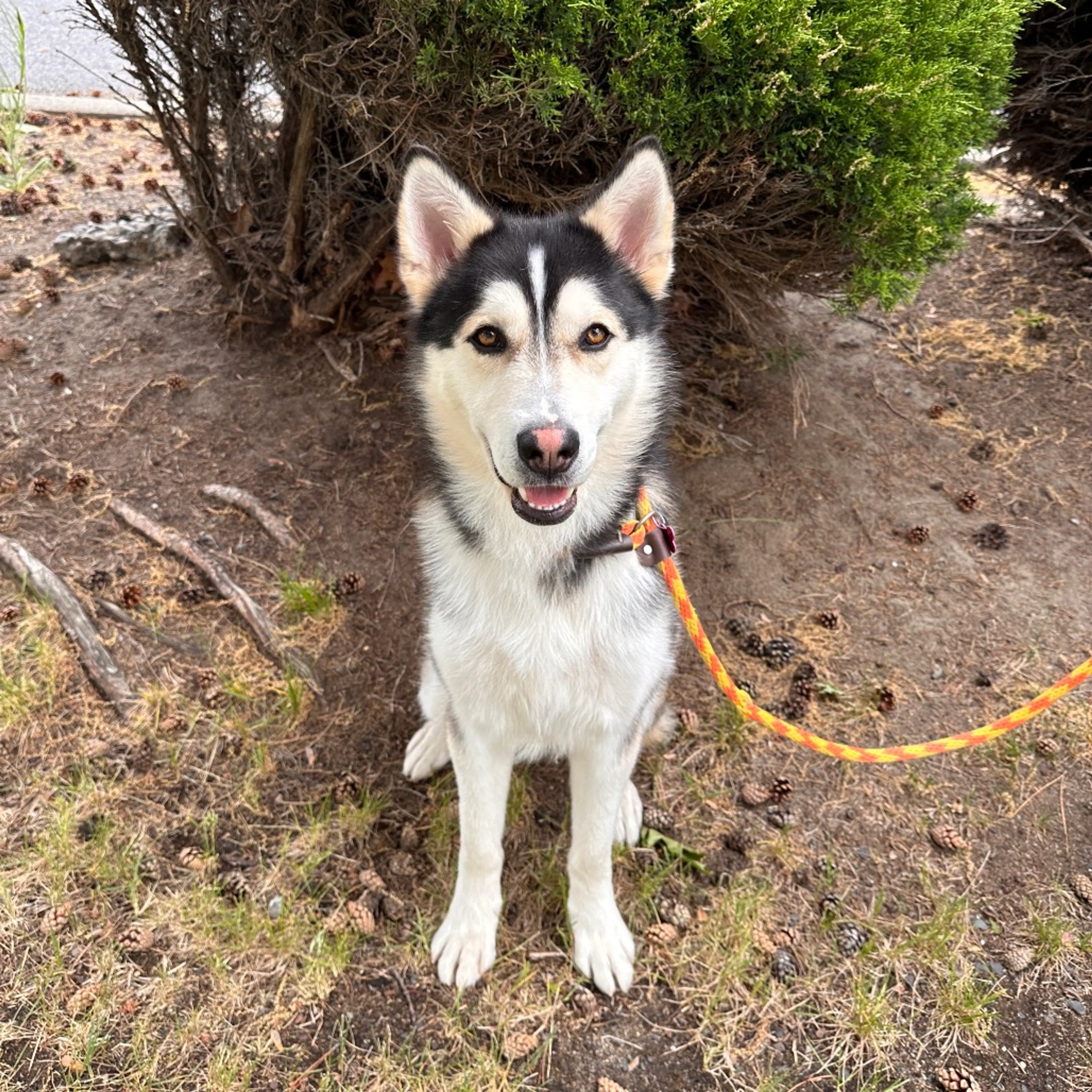 Found pet-14