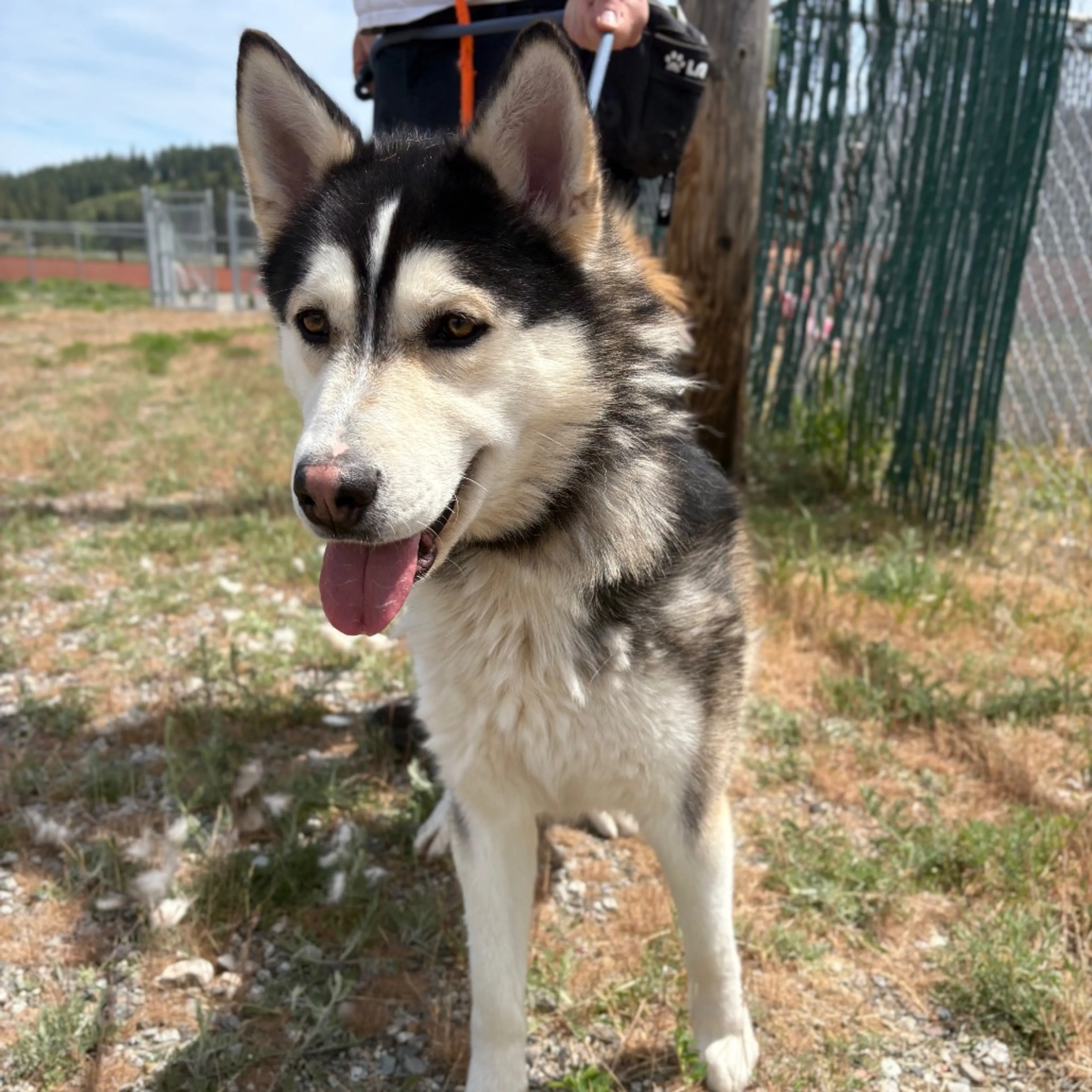 Found pet-5