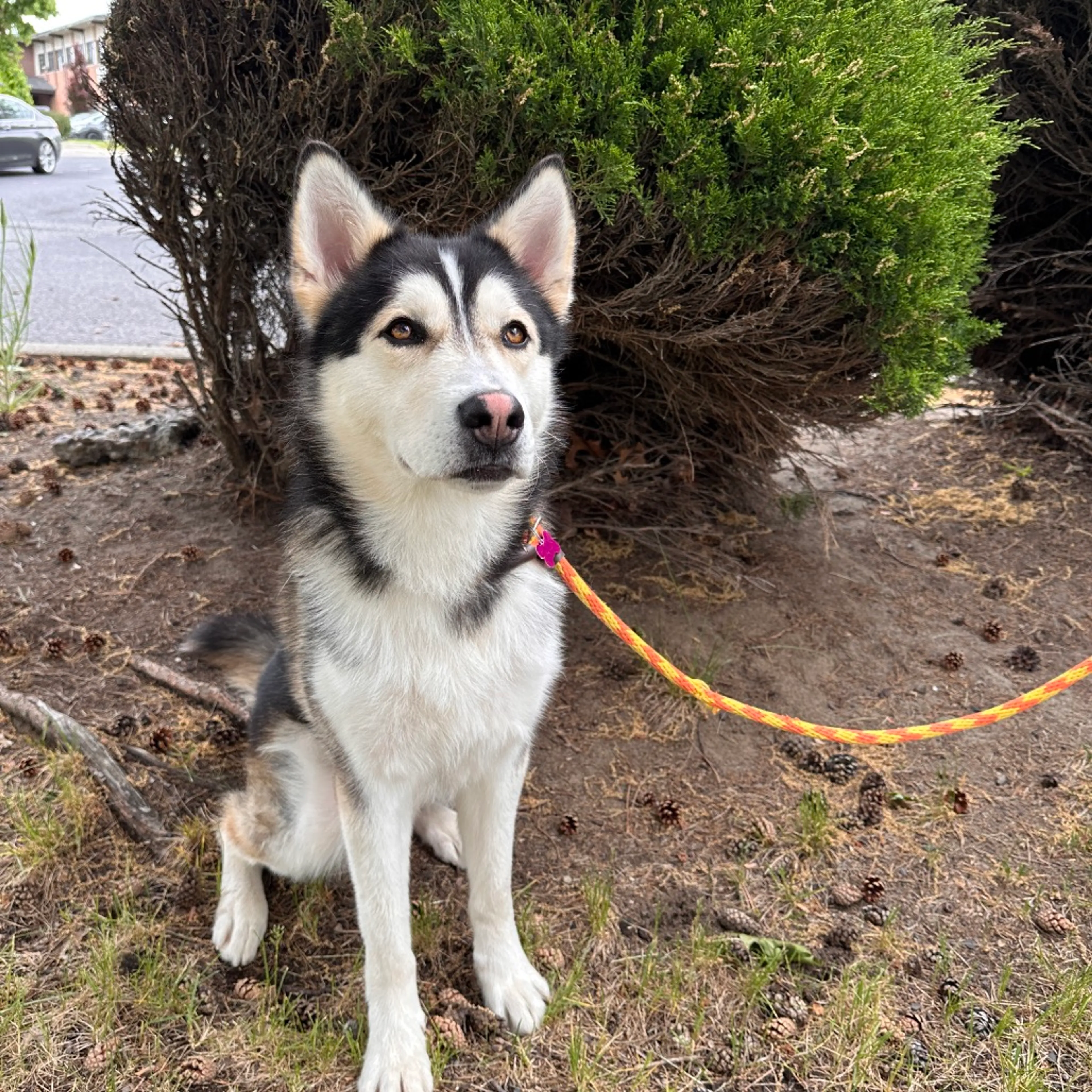 Found pet-15