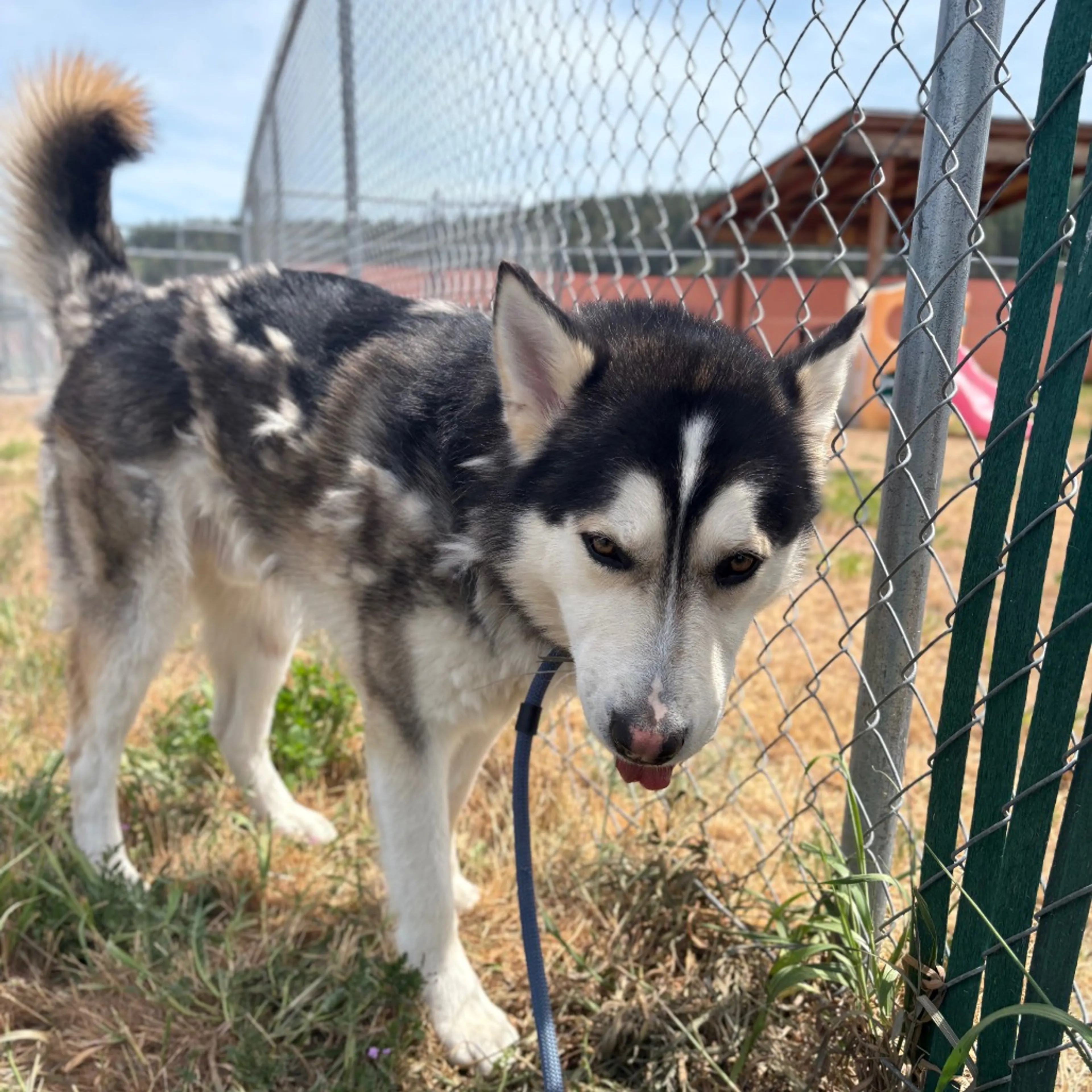 Found pet-3