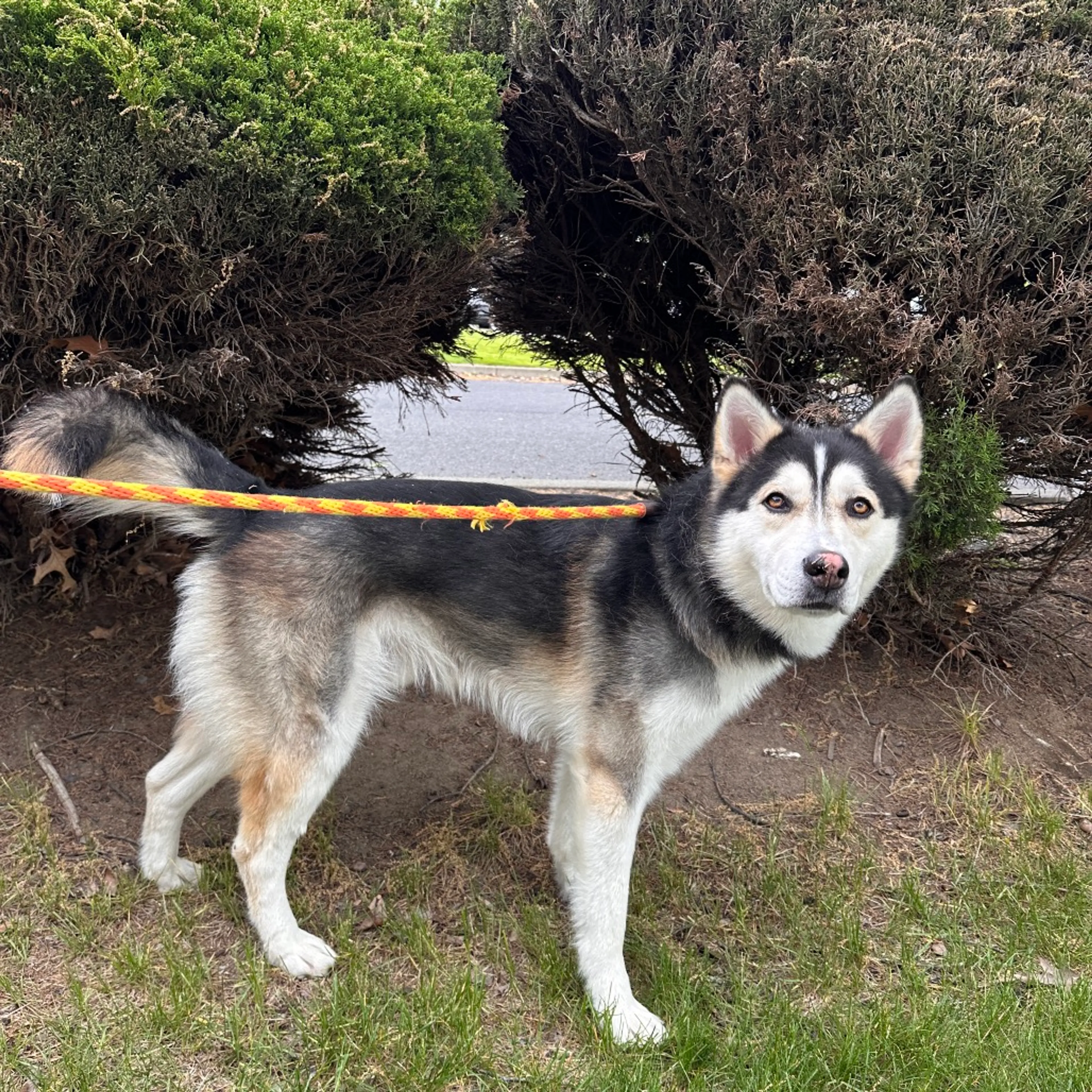 Found pet-8