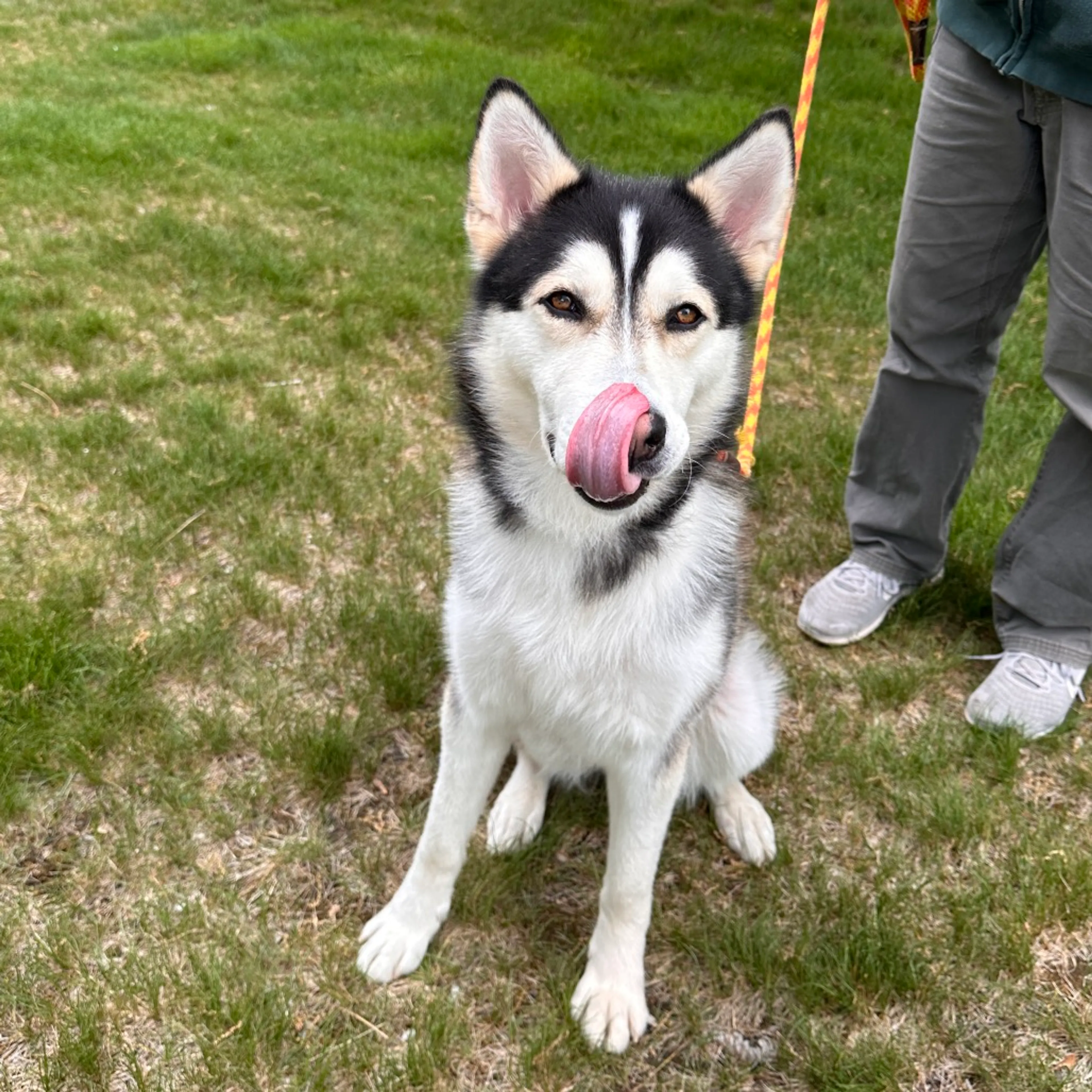 Found pet-20