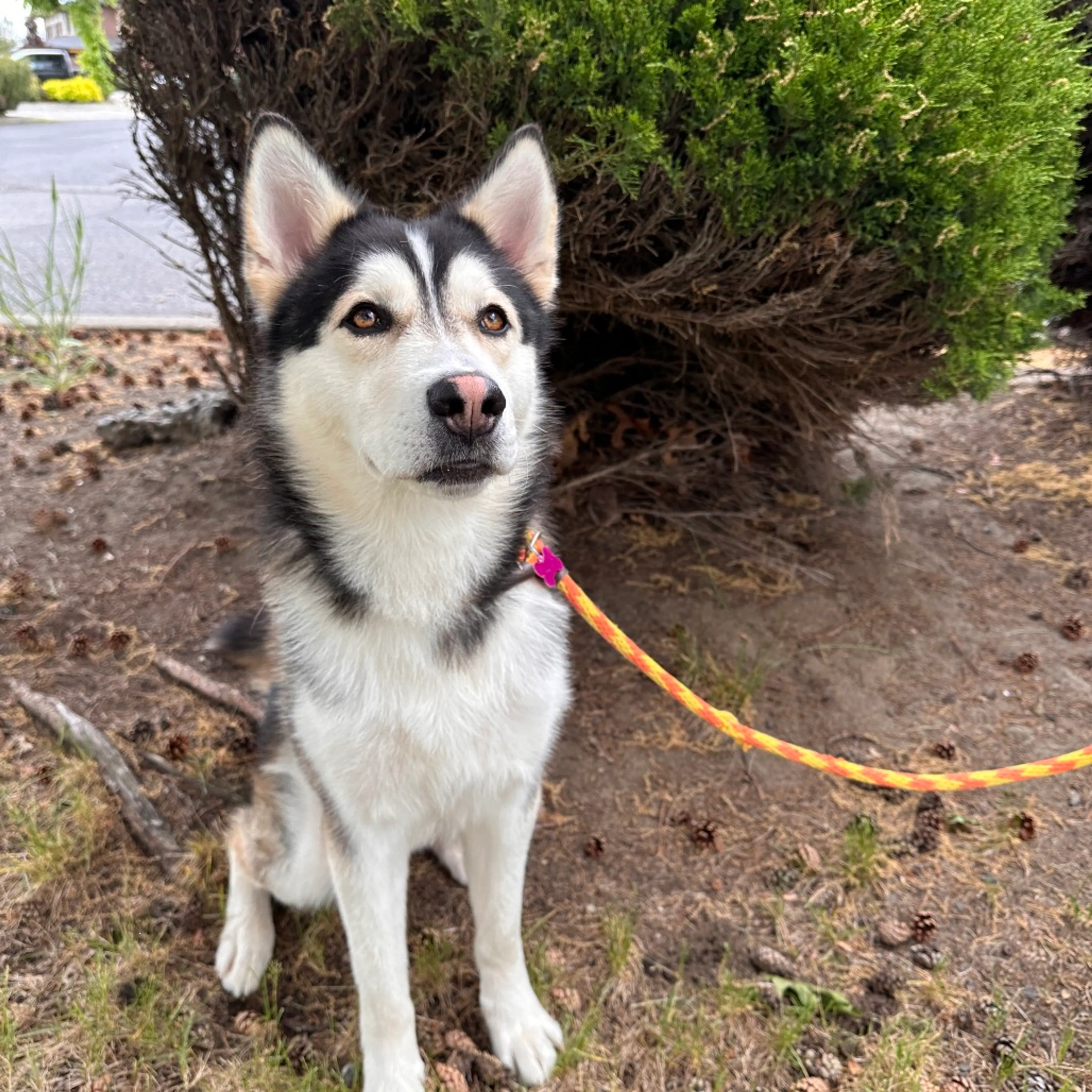 Found pet-16