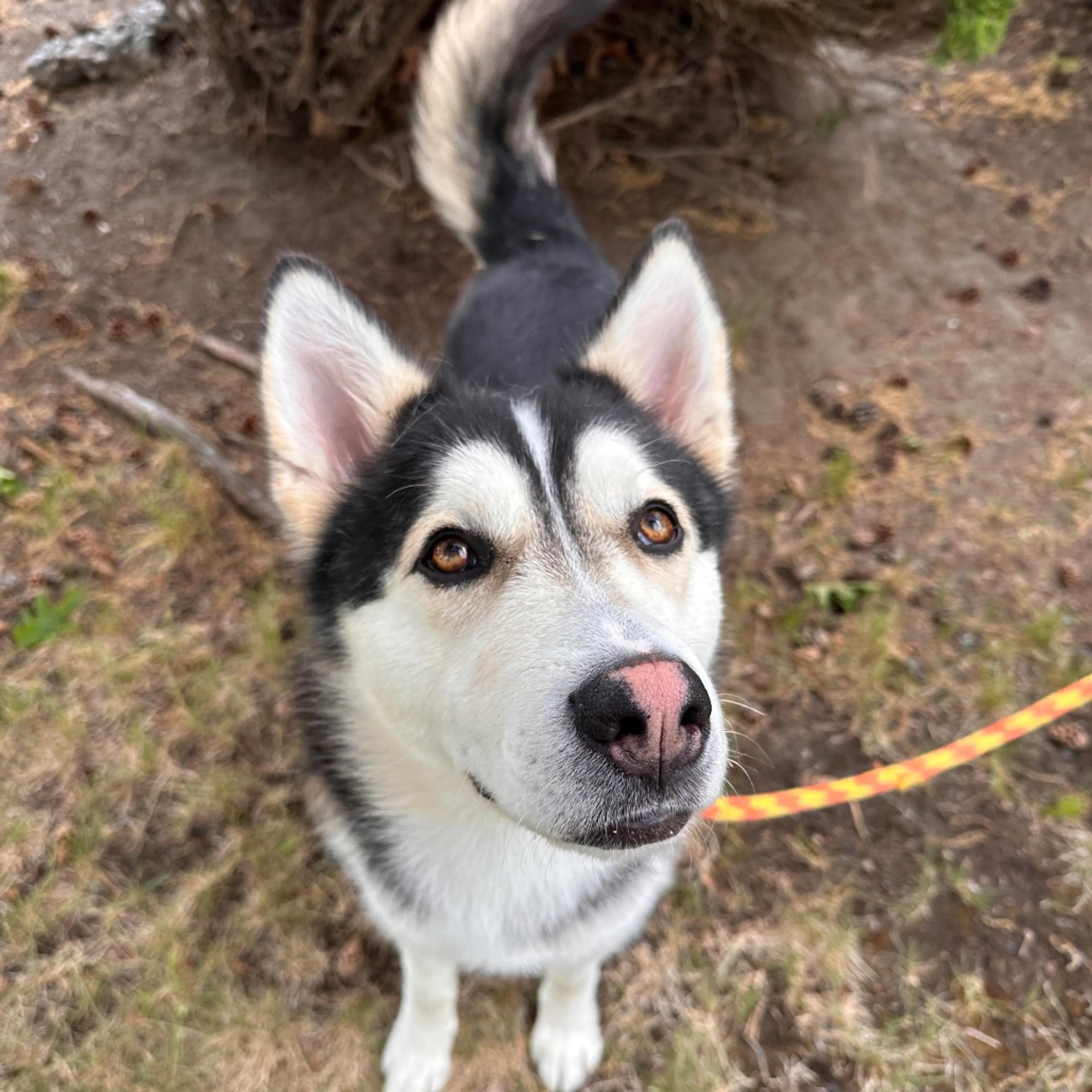 Found pet-11