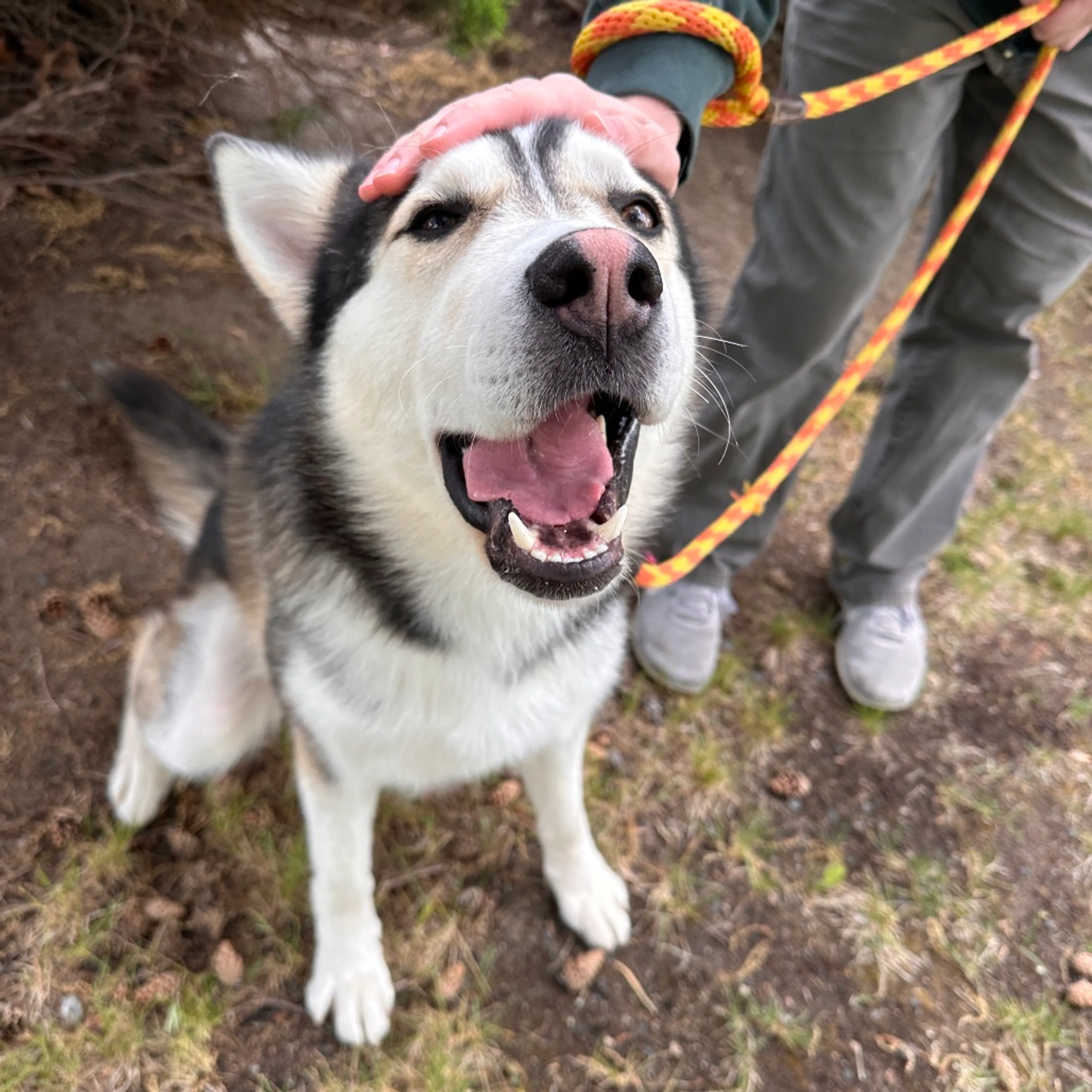 Found pet-13