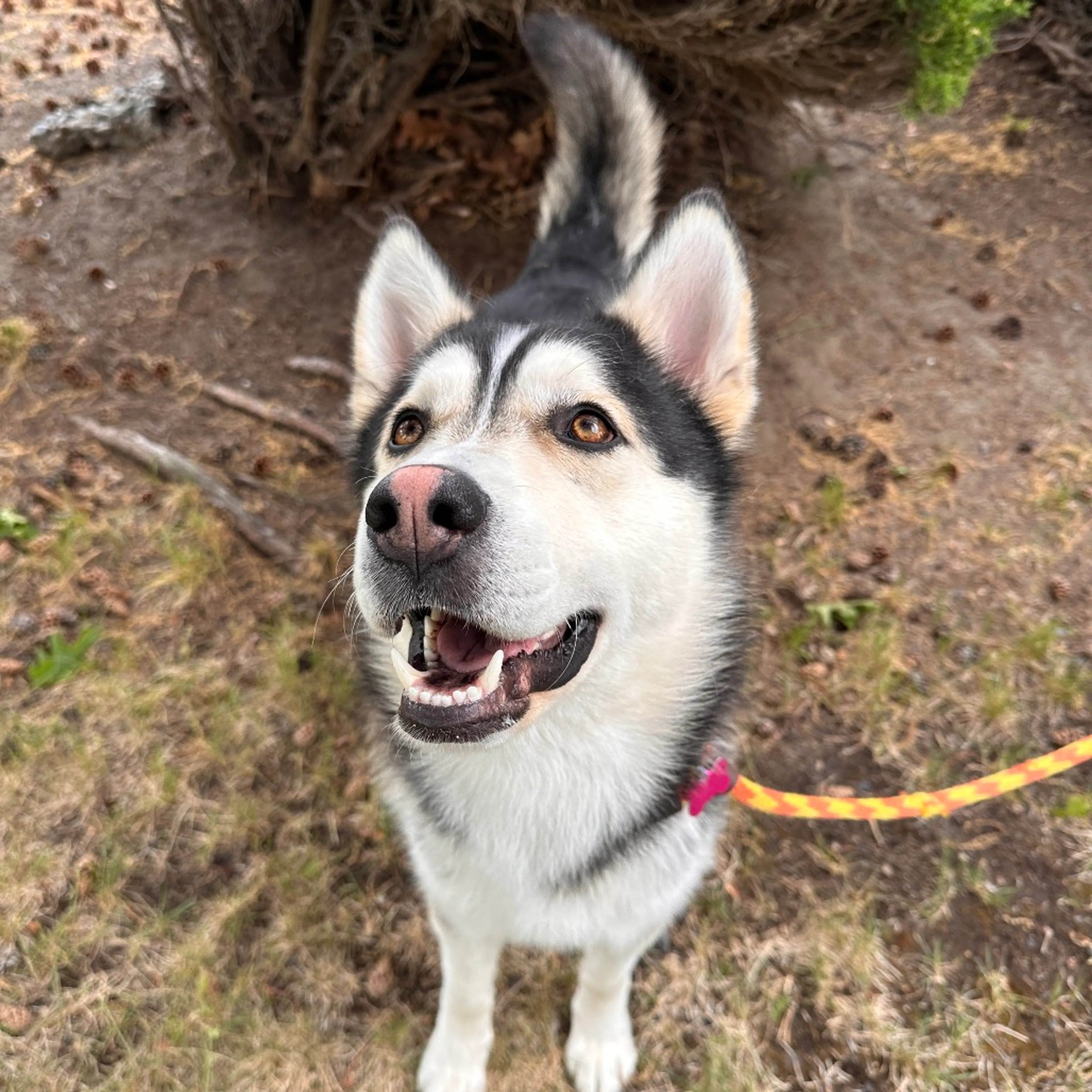 Found pet-10