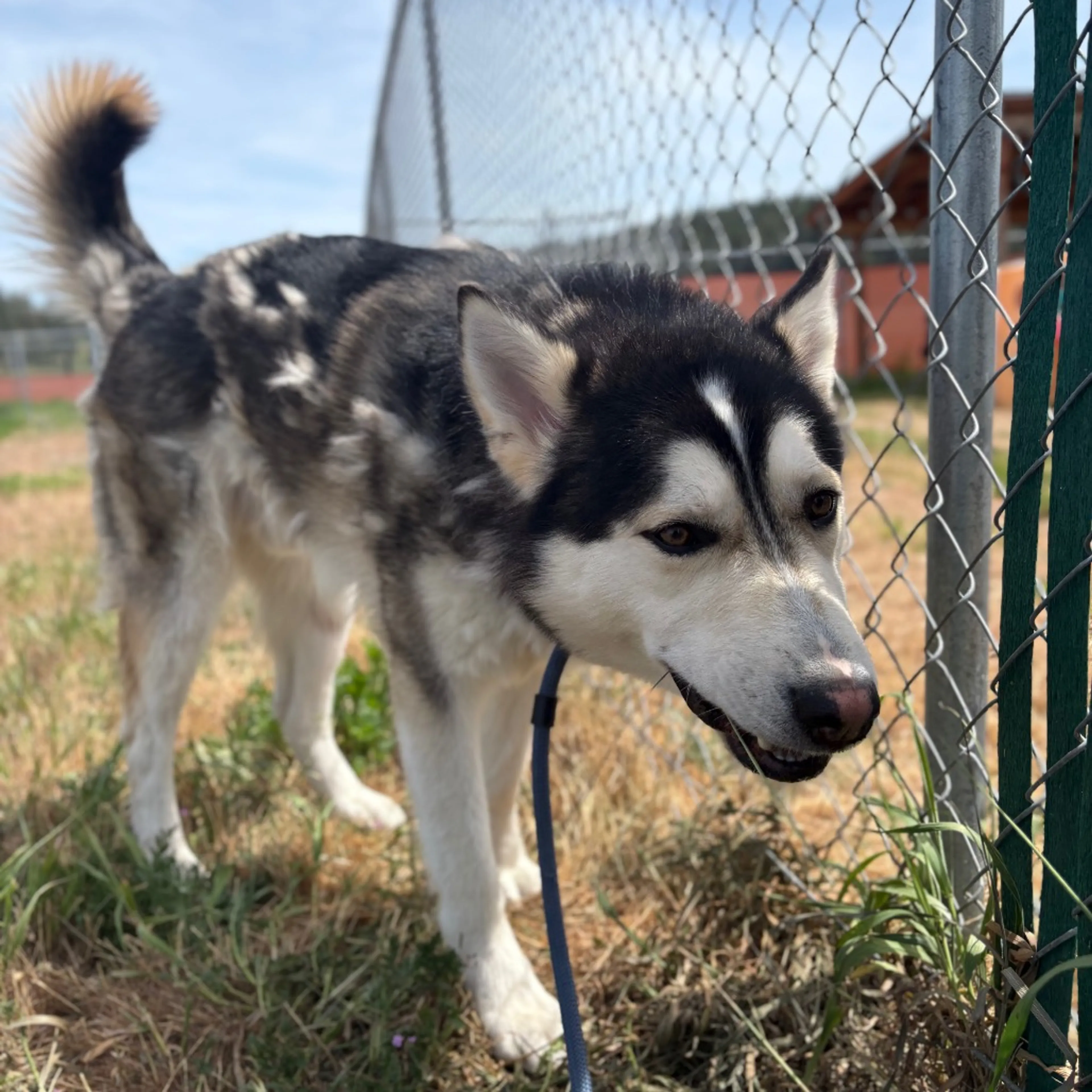 Found pet-2