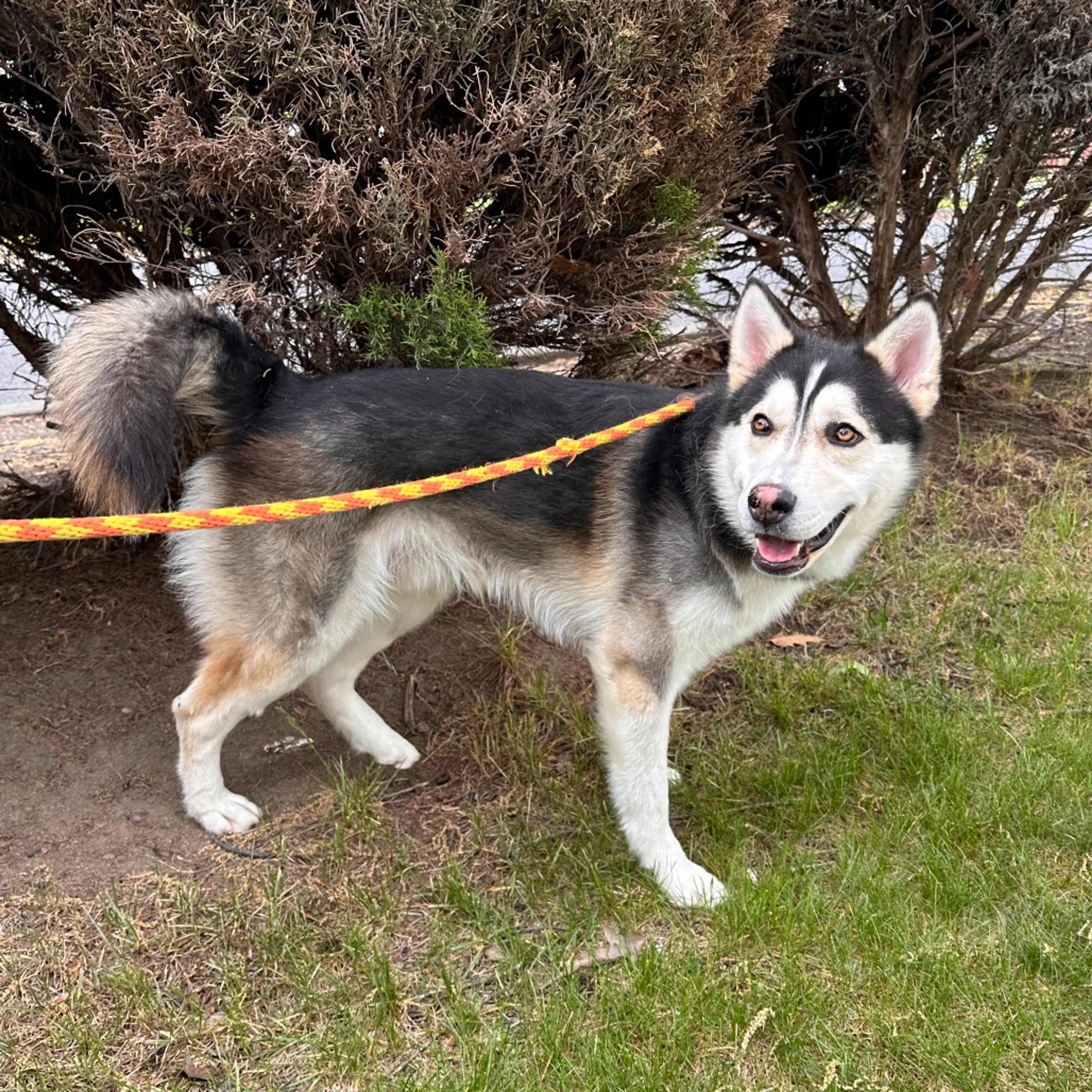 Found pet-7