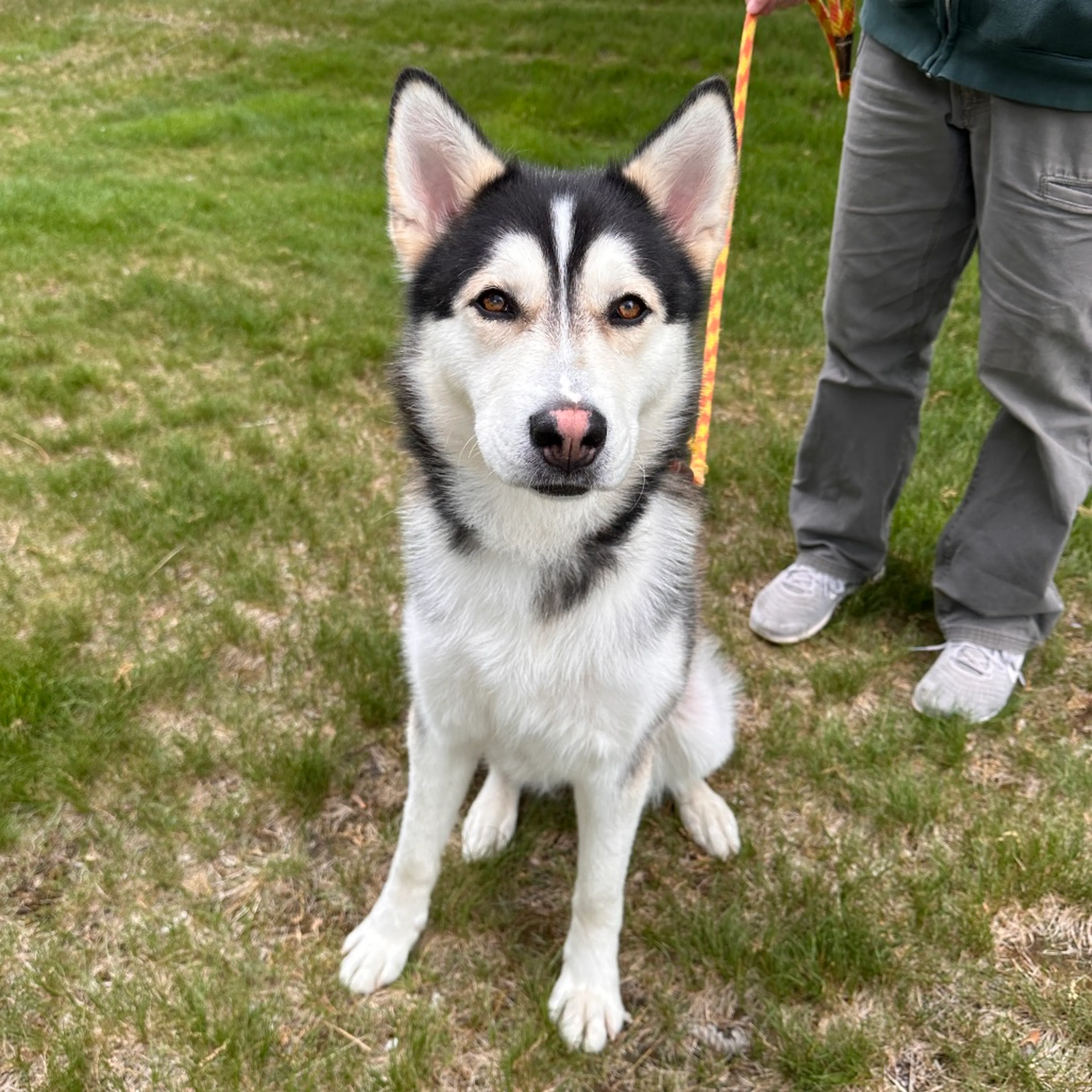 Found pet-21