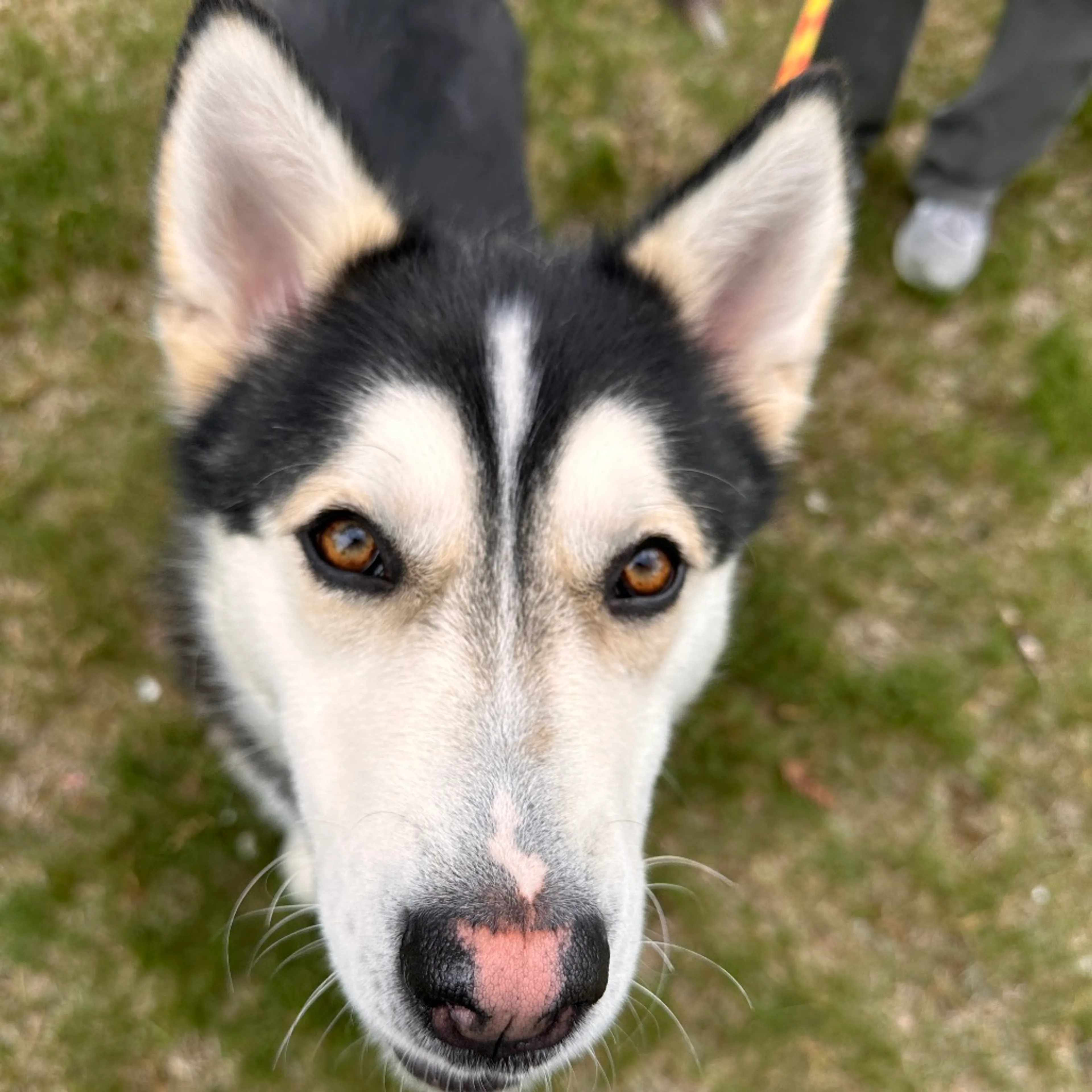 Found pet-19
