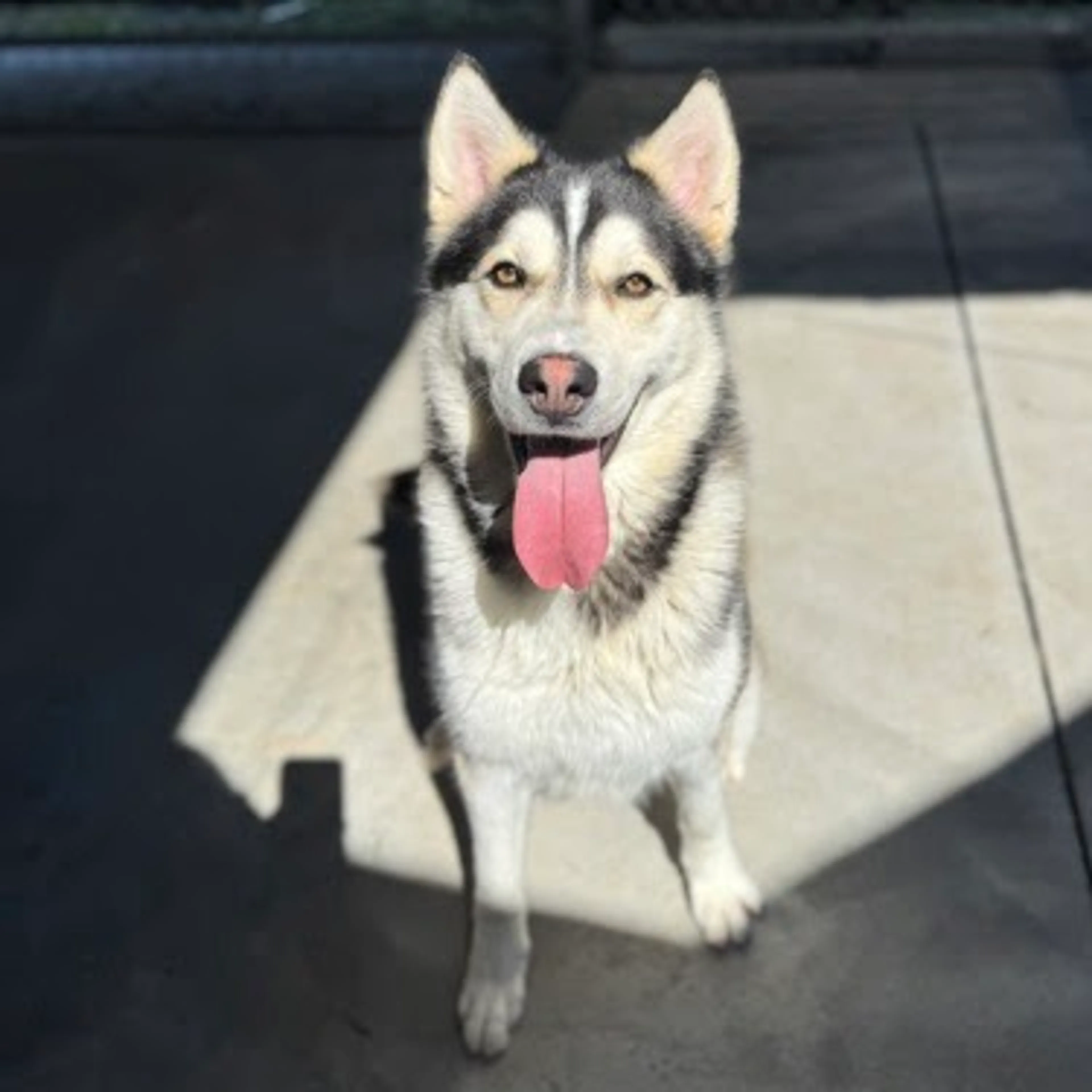 Found pet-1