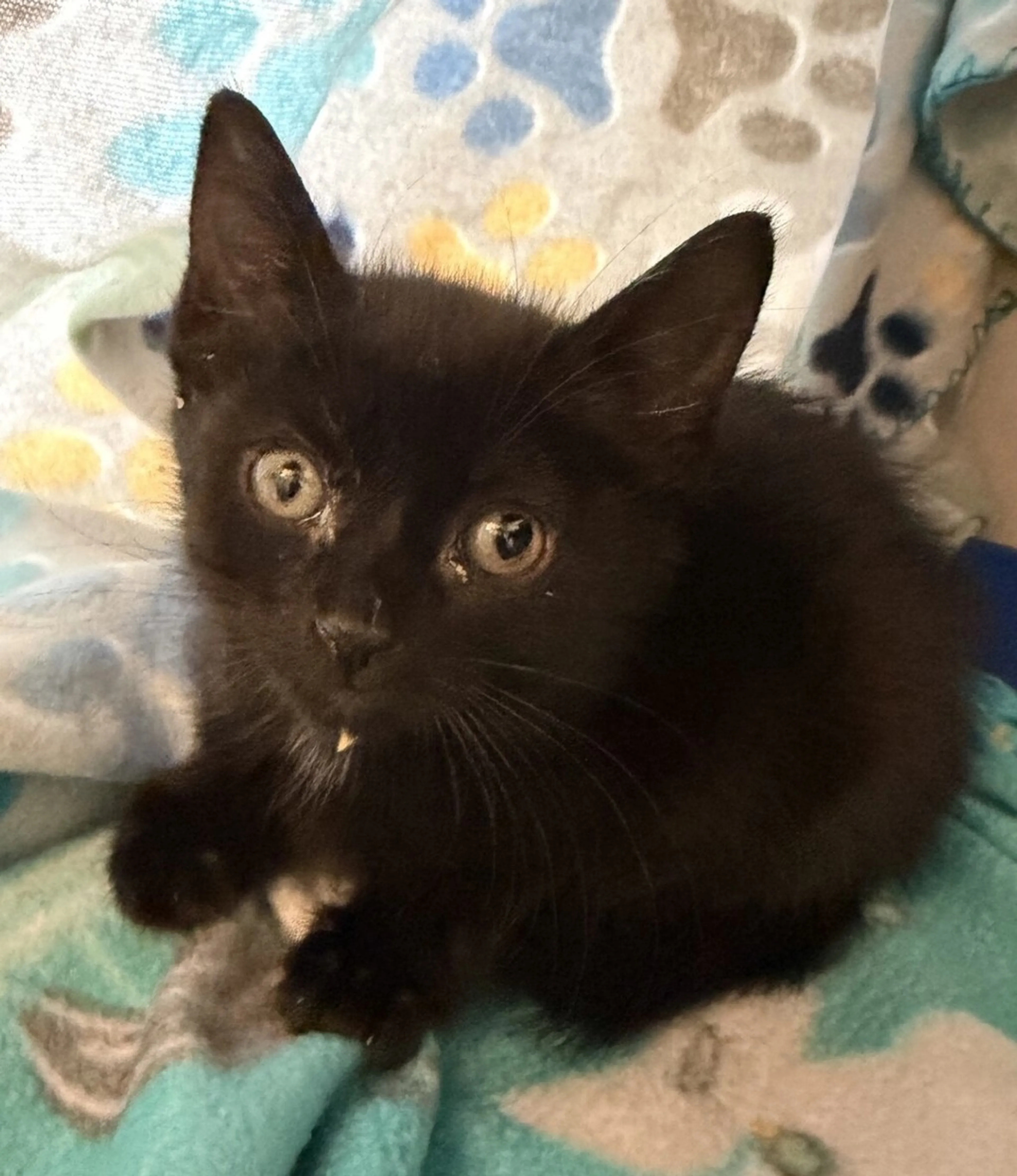 Found pet-1