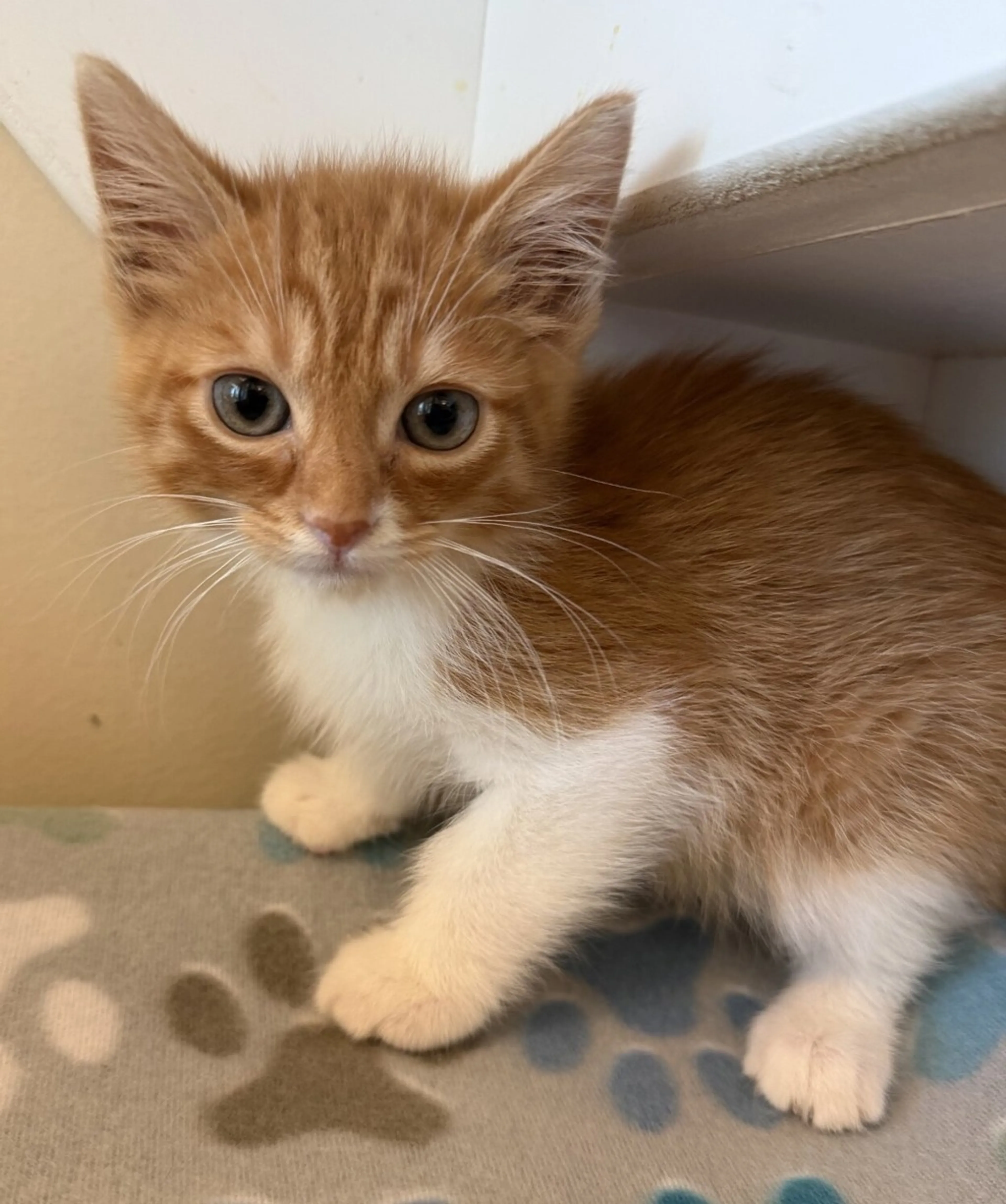 Found pet-1