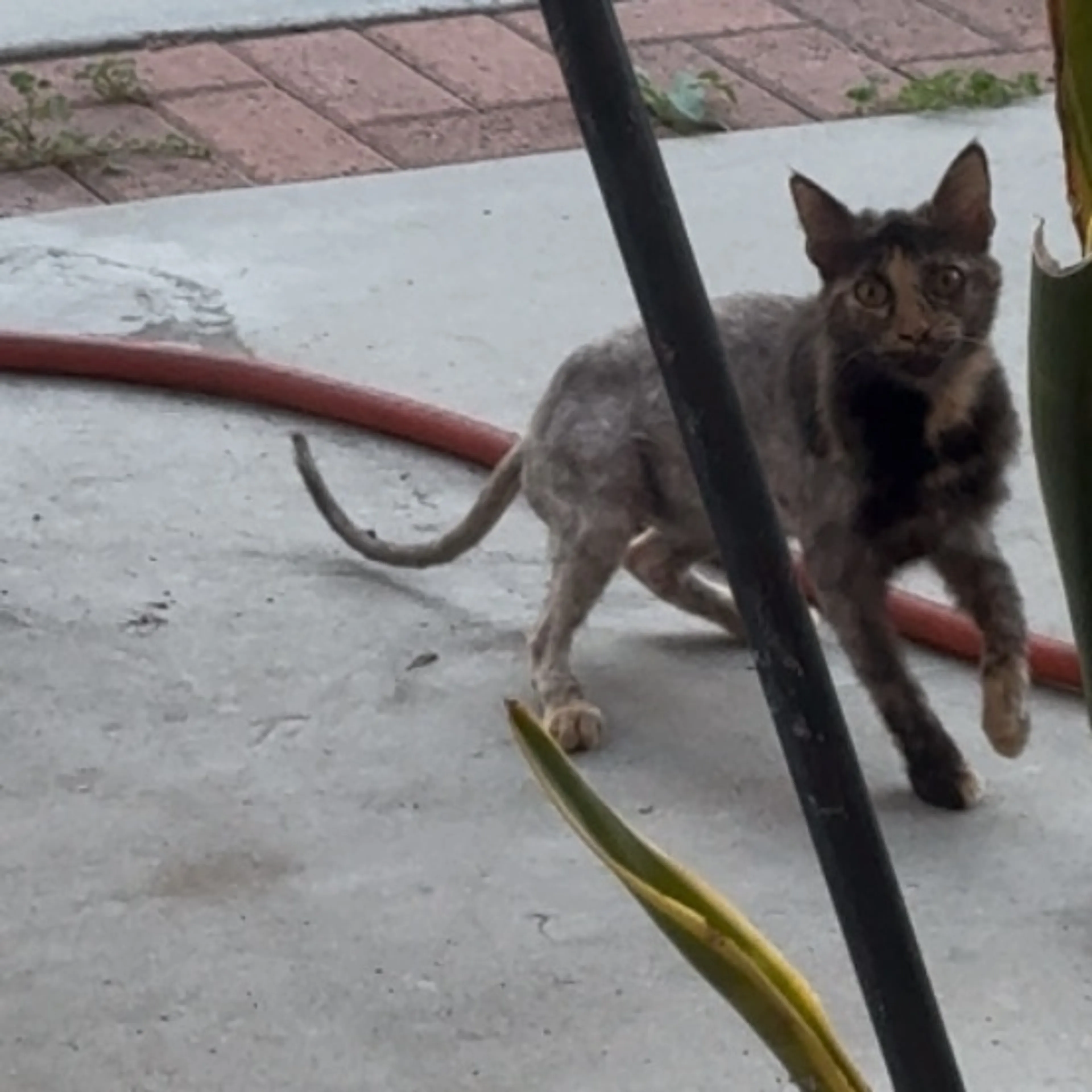 Found pet