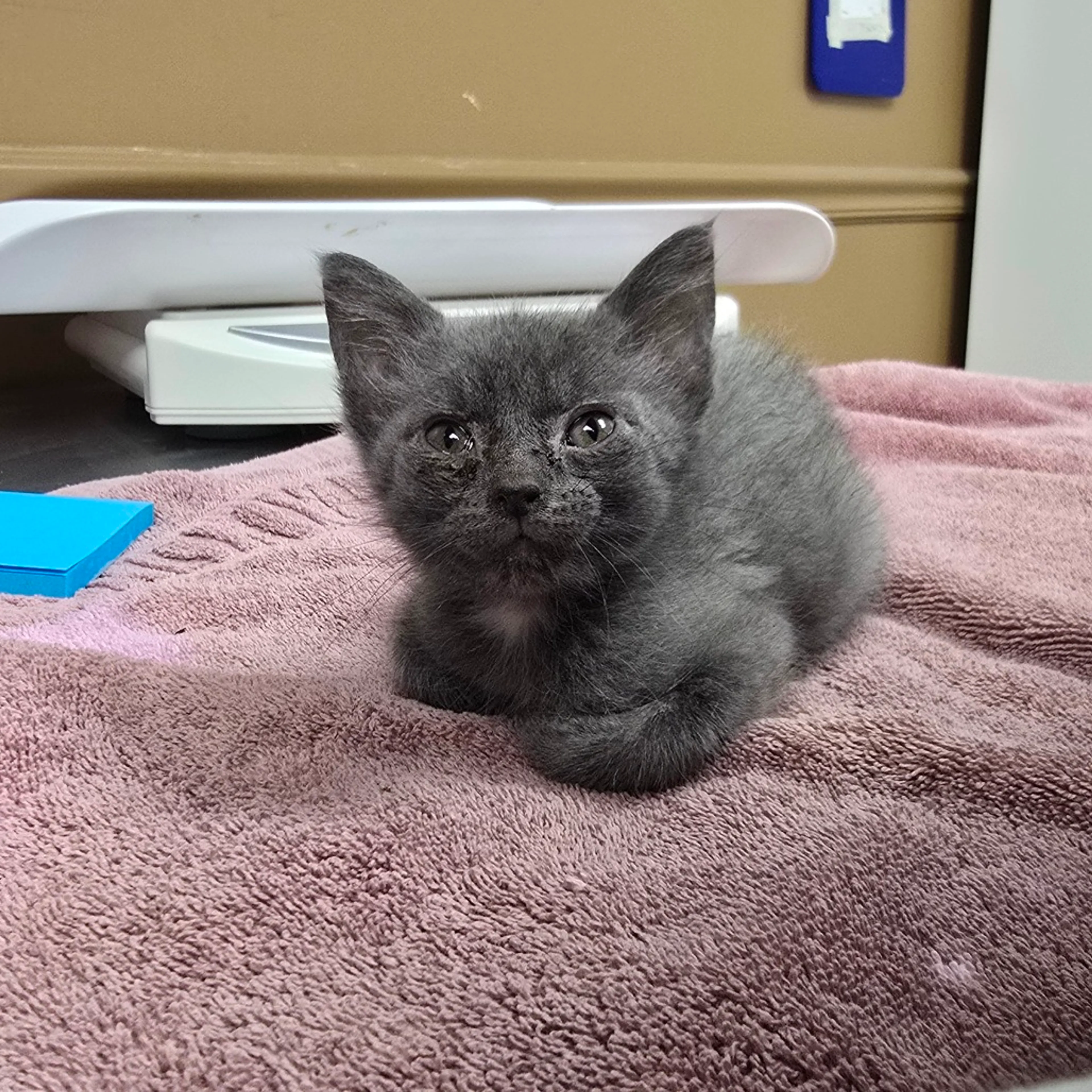 Found pet-1