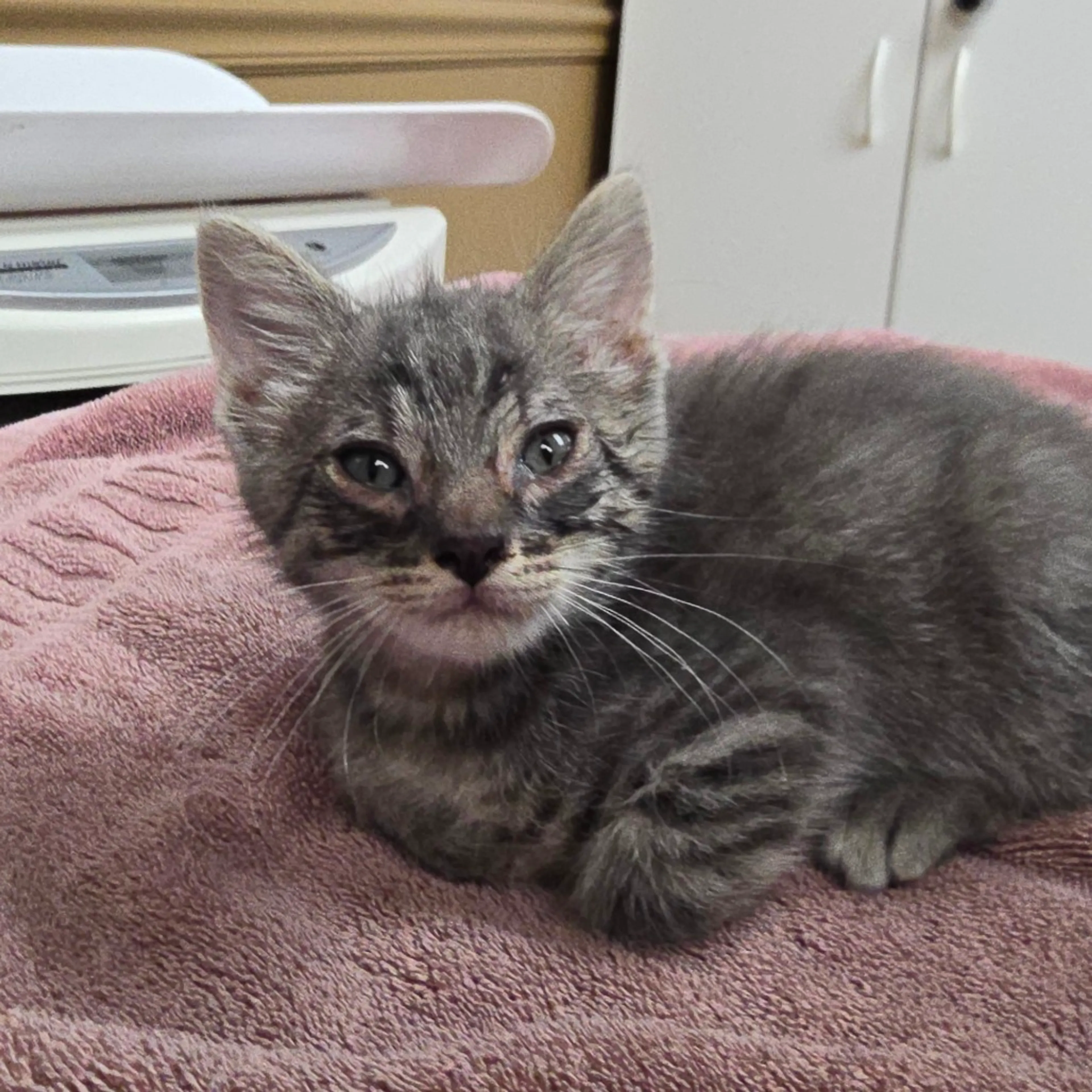 Found pet
