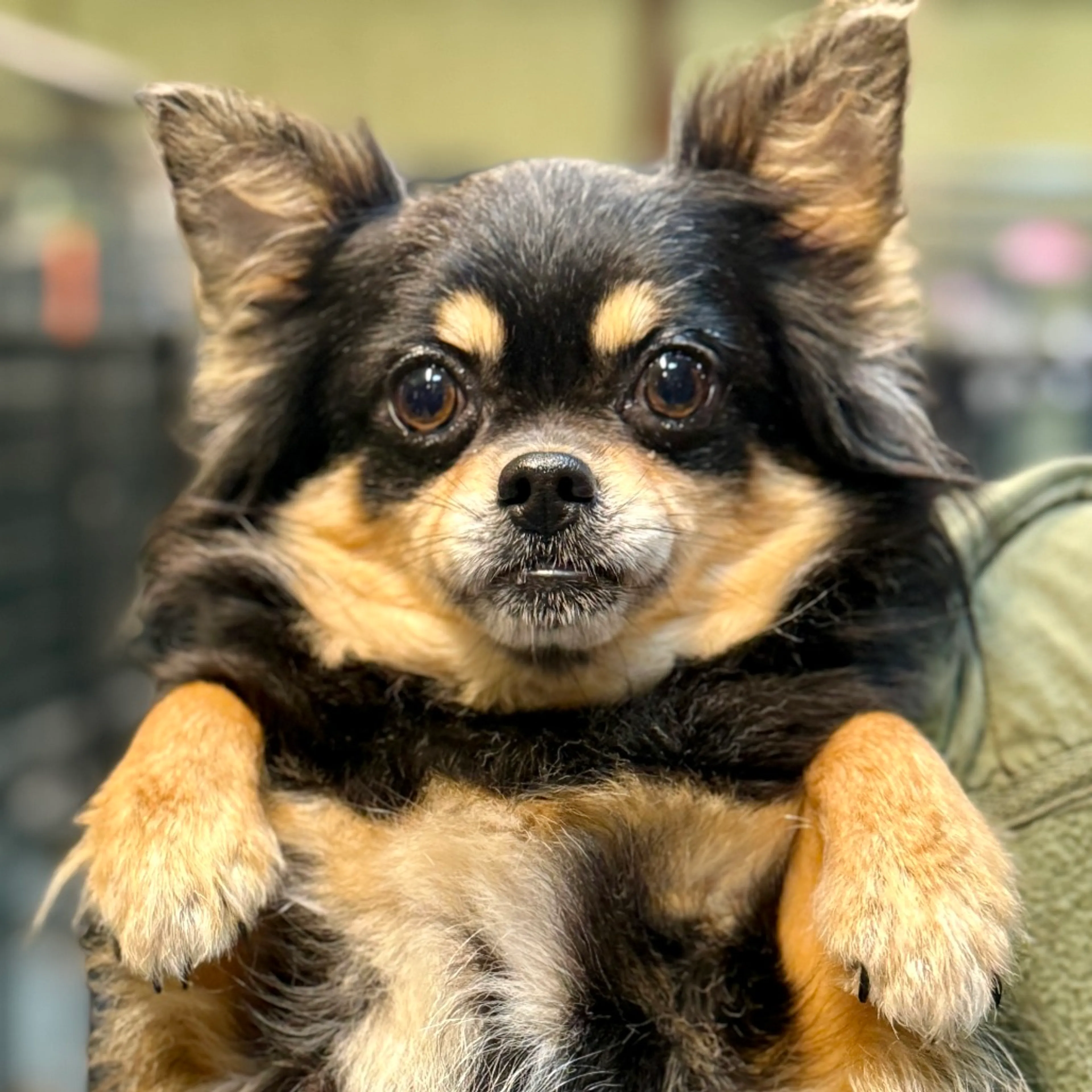 Found pet